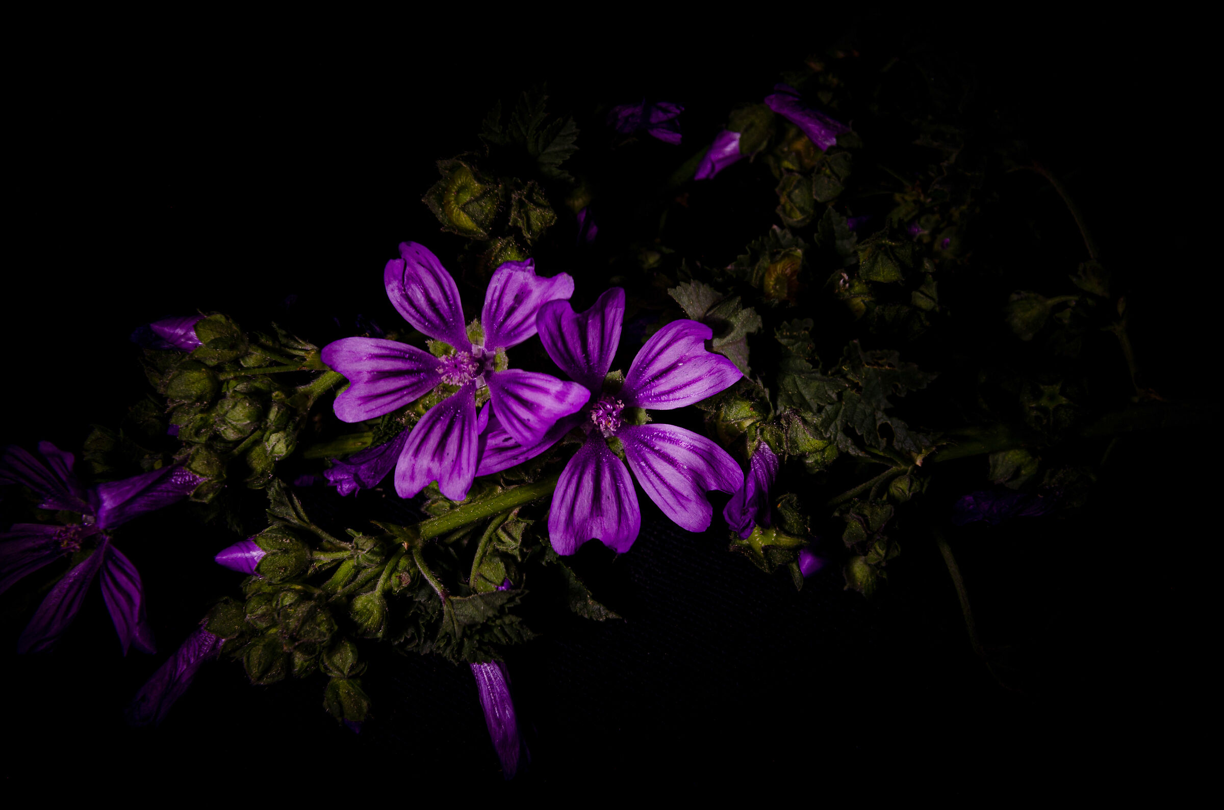 Fiore di Malva ...light painting