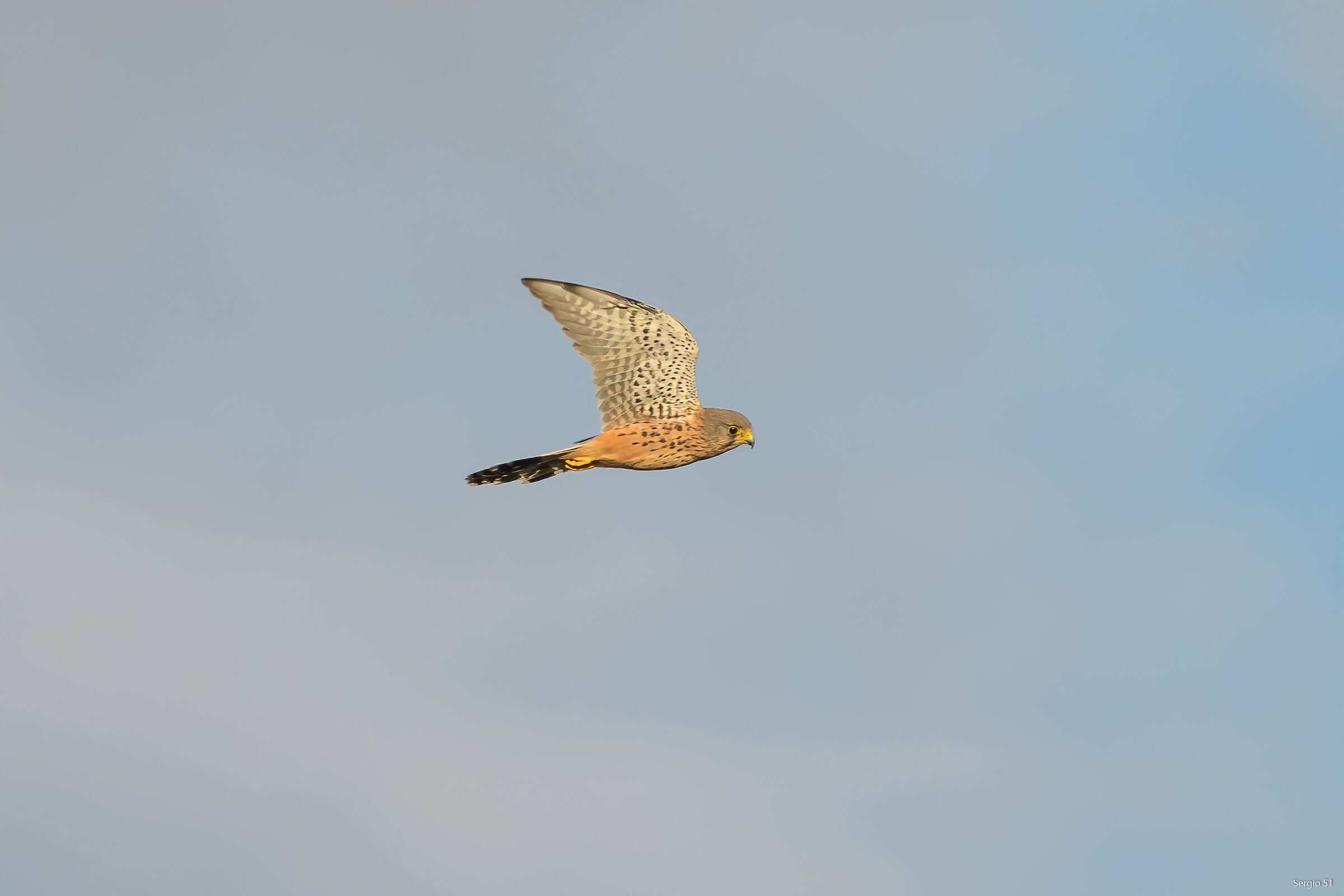 Kestrel