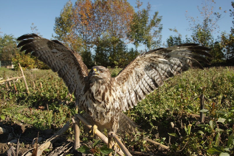 Buzzard (drawn with pasture + remote control + flash)