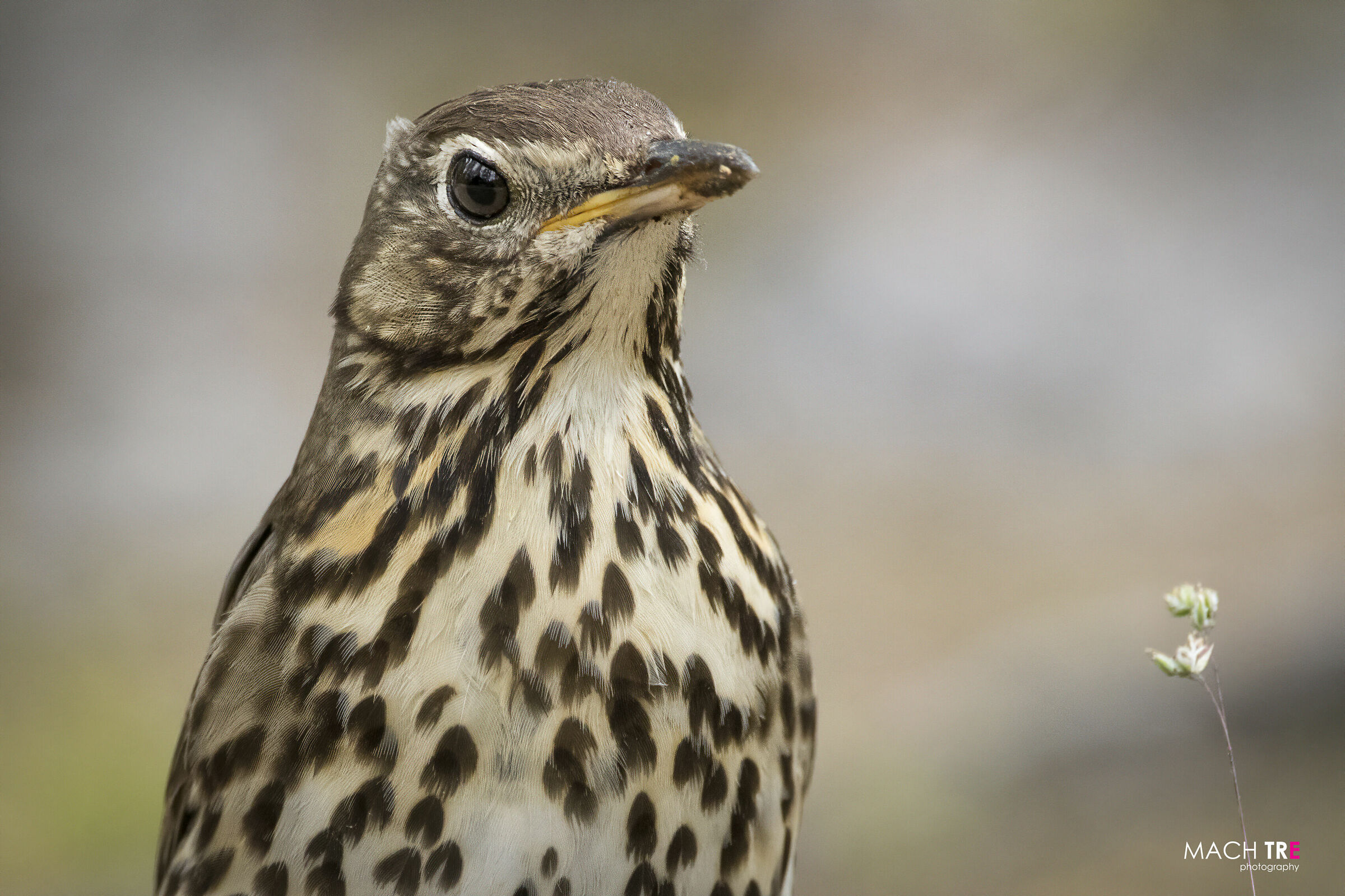 Taurus (Turdus philomelos)