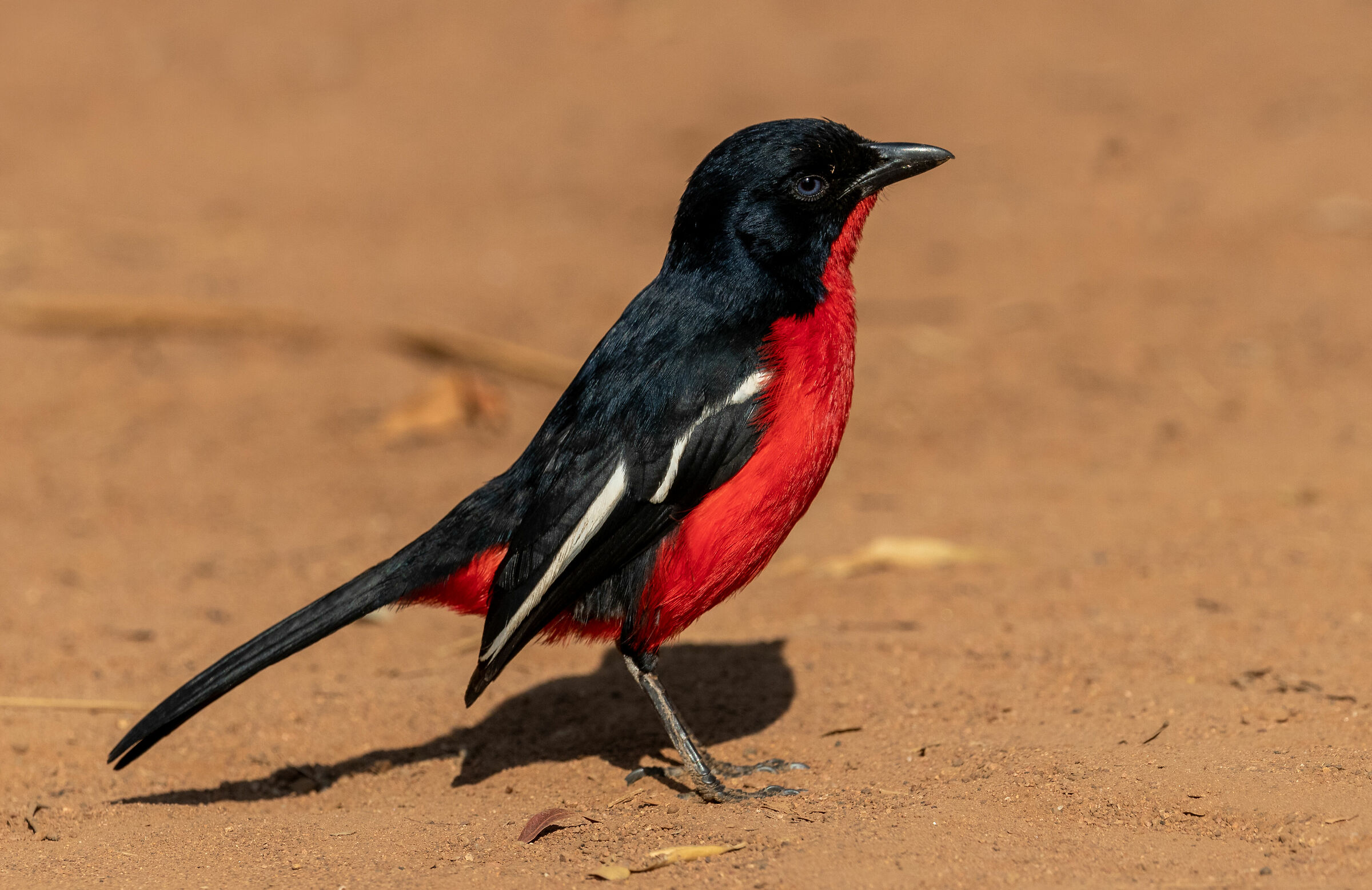 Shrike dal petto cremisi