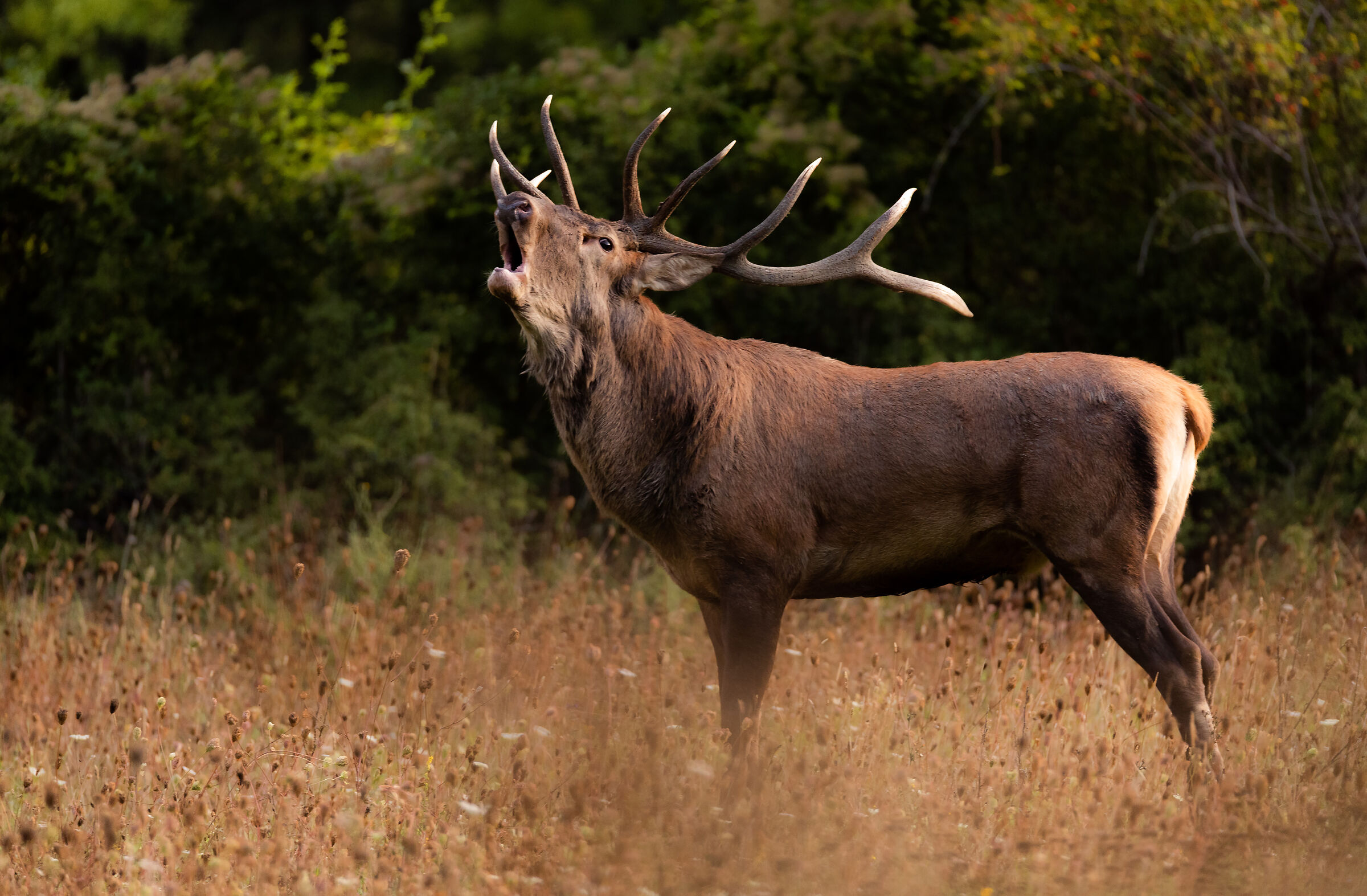 Alle prime luci del giorno