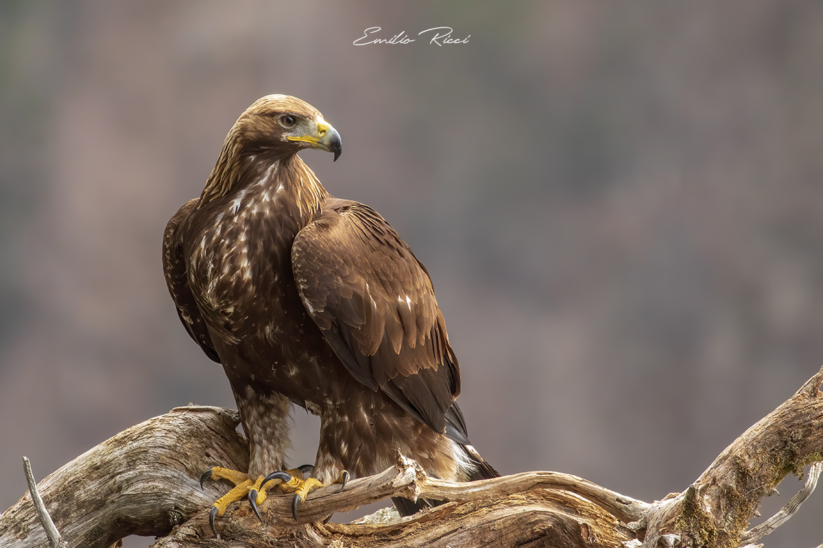 E anche quest'anno Caino è nato...