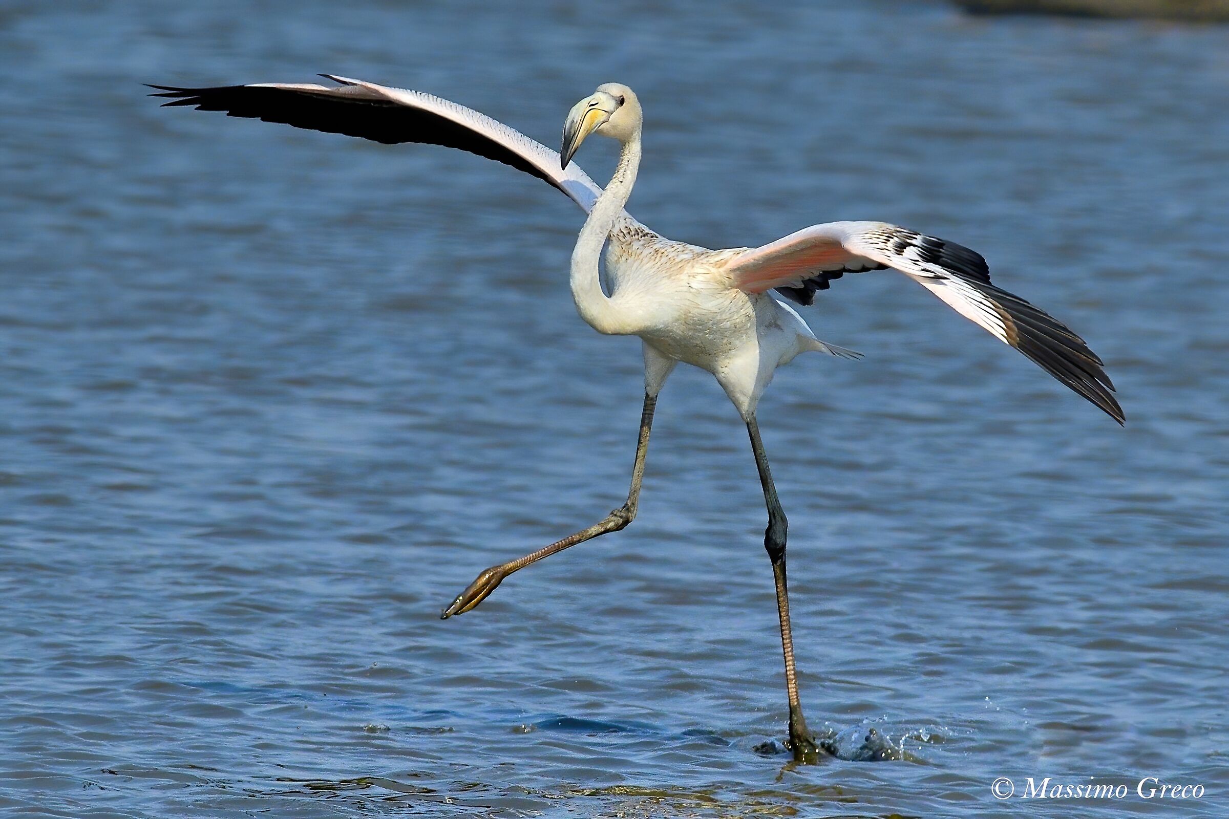 Io ballo da sola   -  Fenicottero rosa