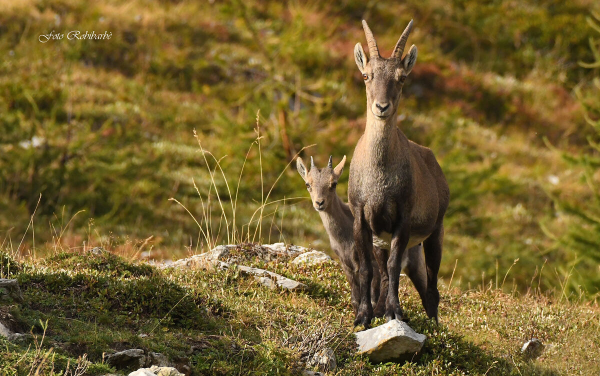 Mamma...stambecca...