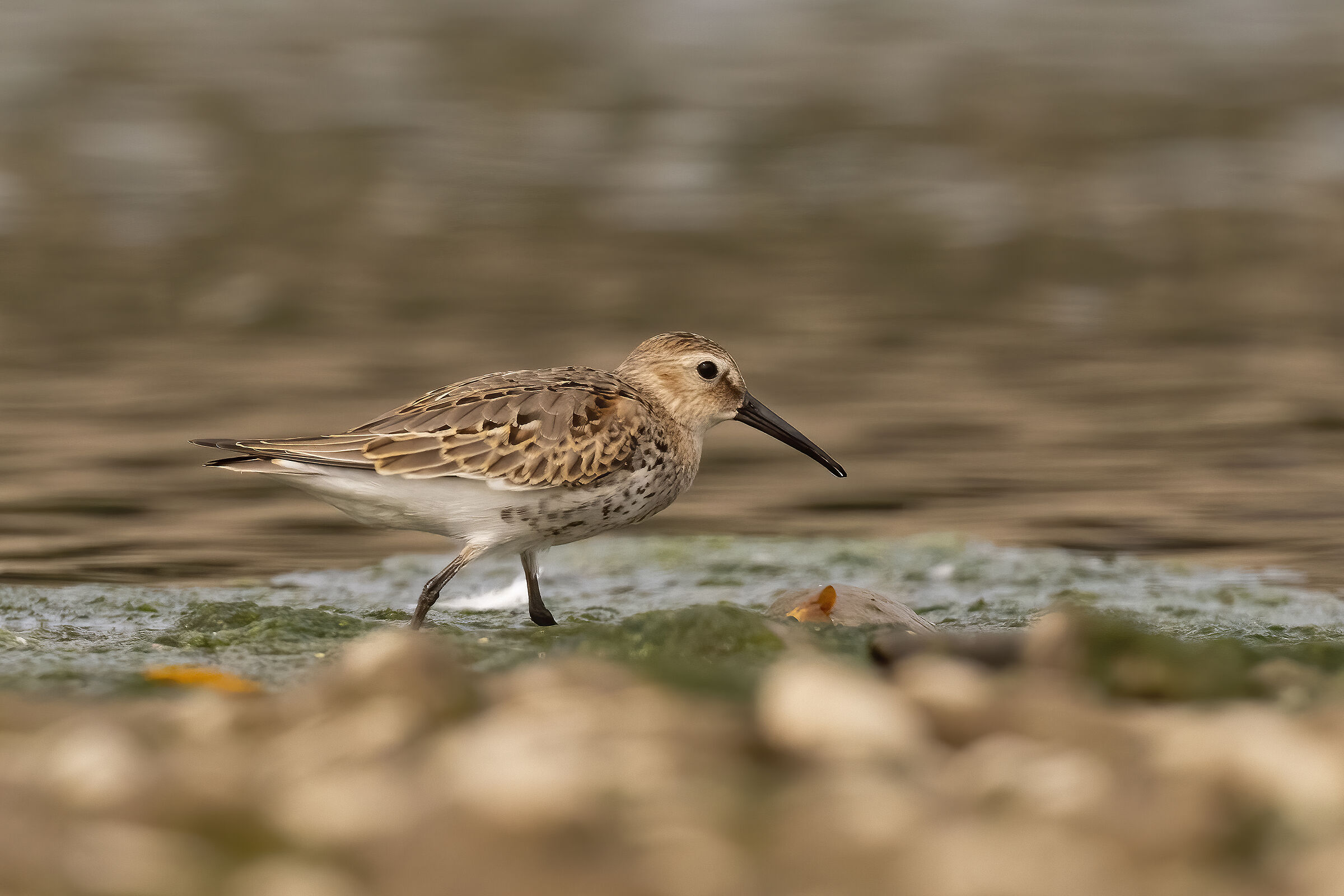 black-bellied raincover