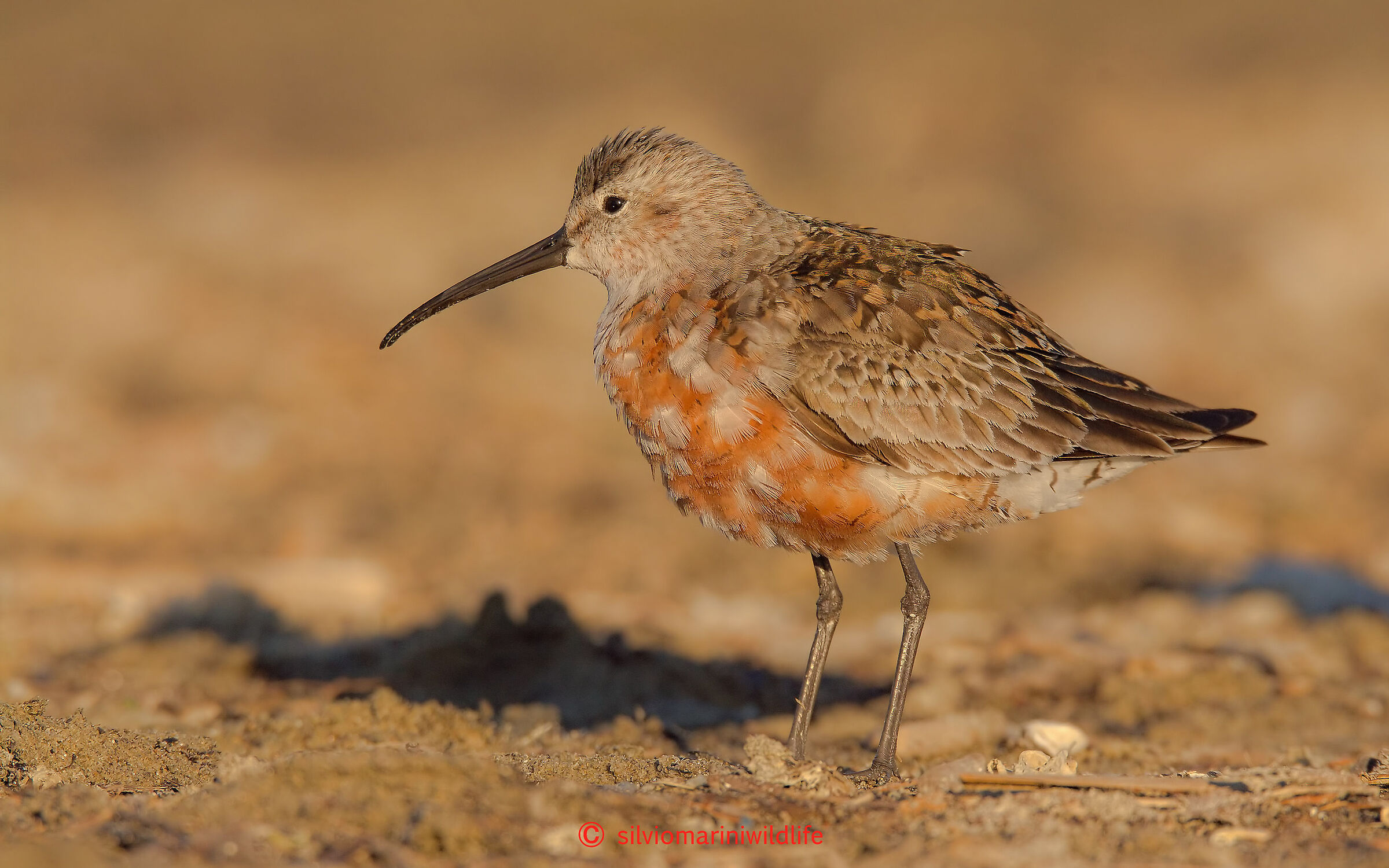 Piovanello comune (Calidris ferruginea)