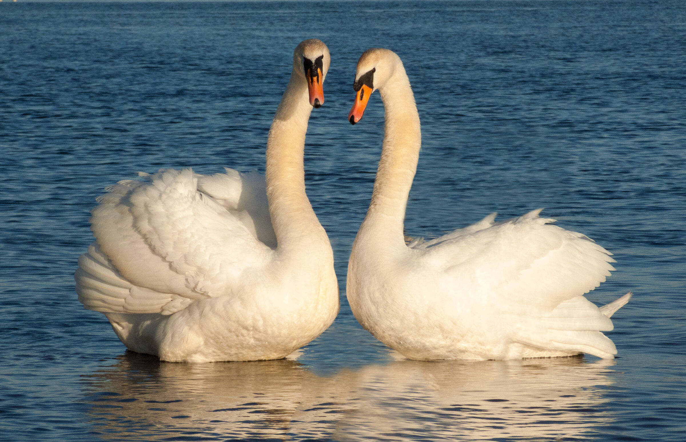 Insieme per sempre 2