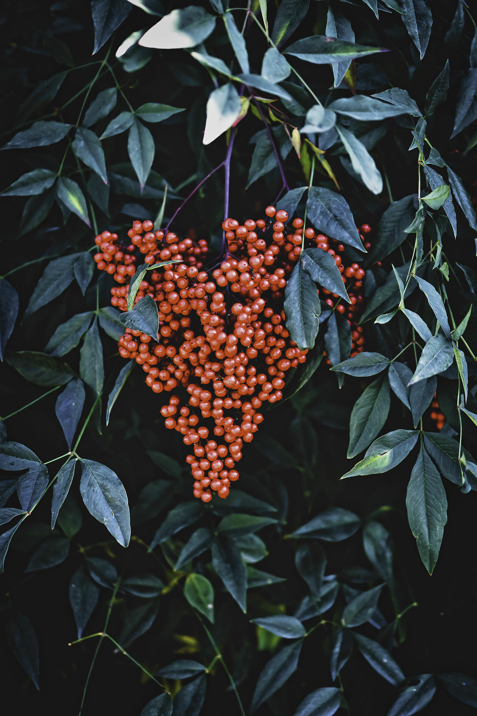 Between the shadow and the soul, ... the heart