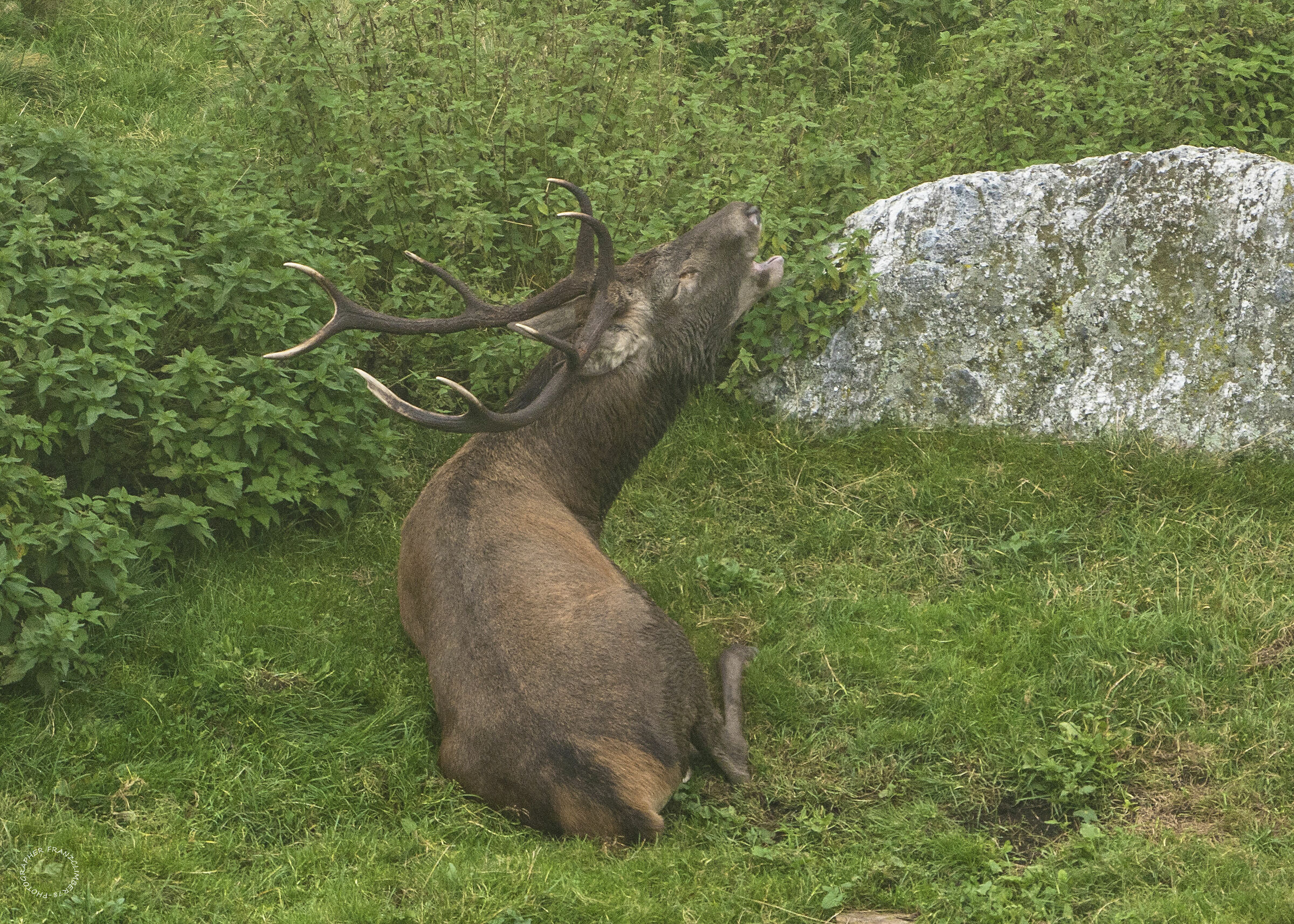 The King in the fog.