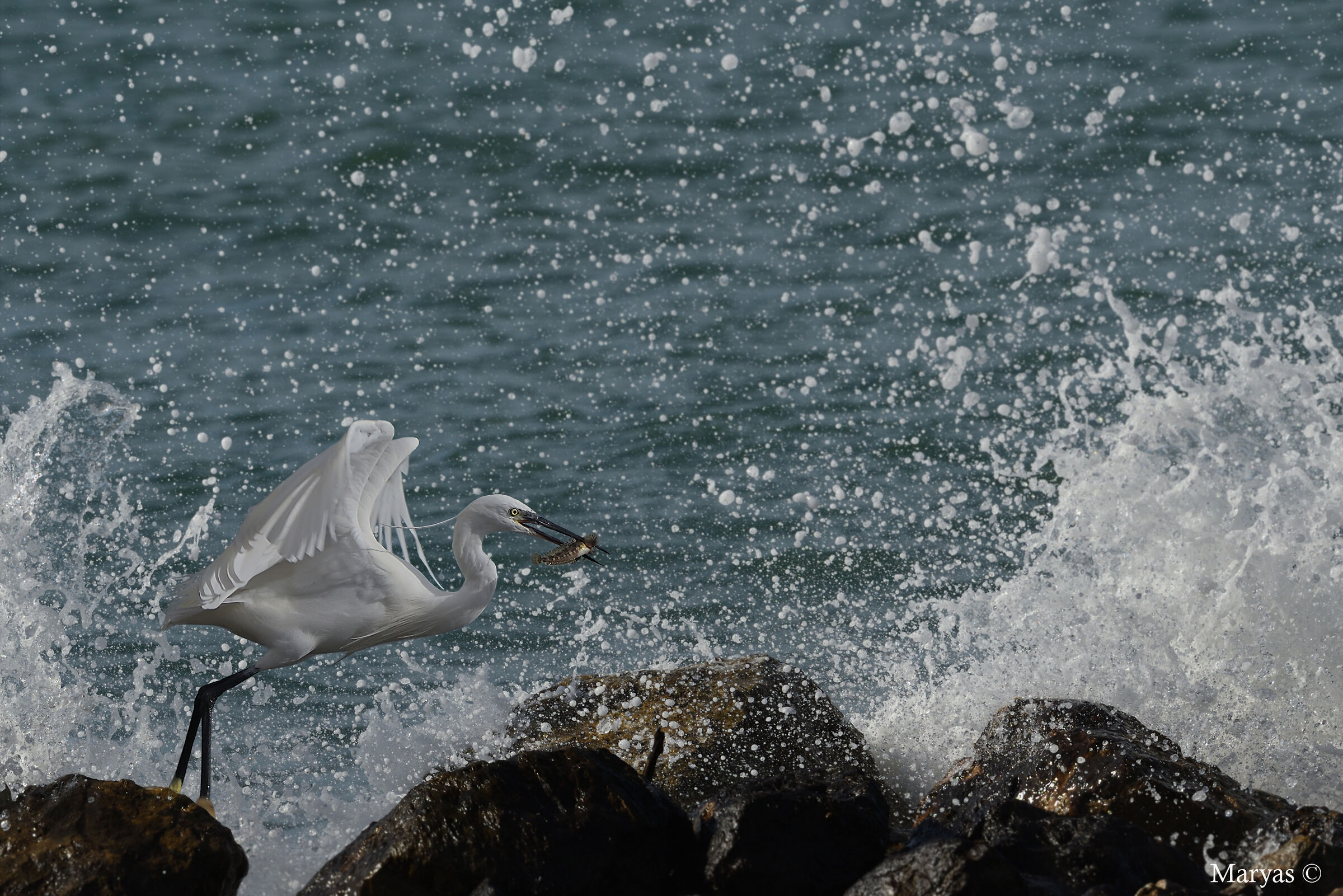 Pescando in un mare agitato