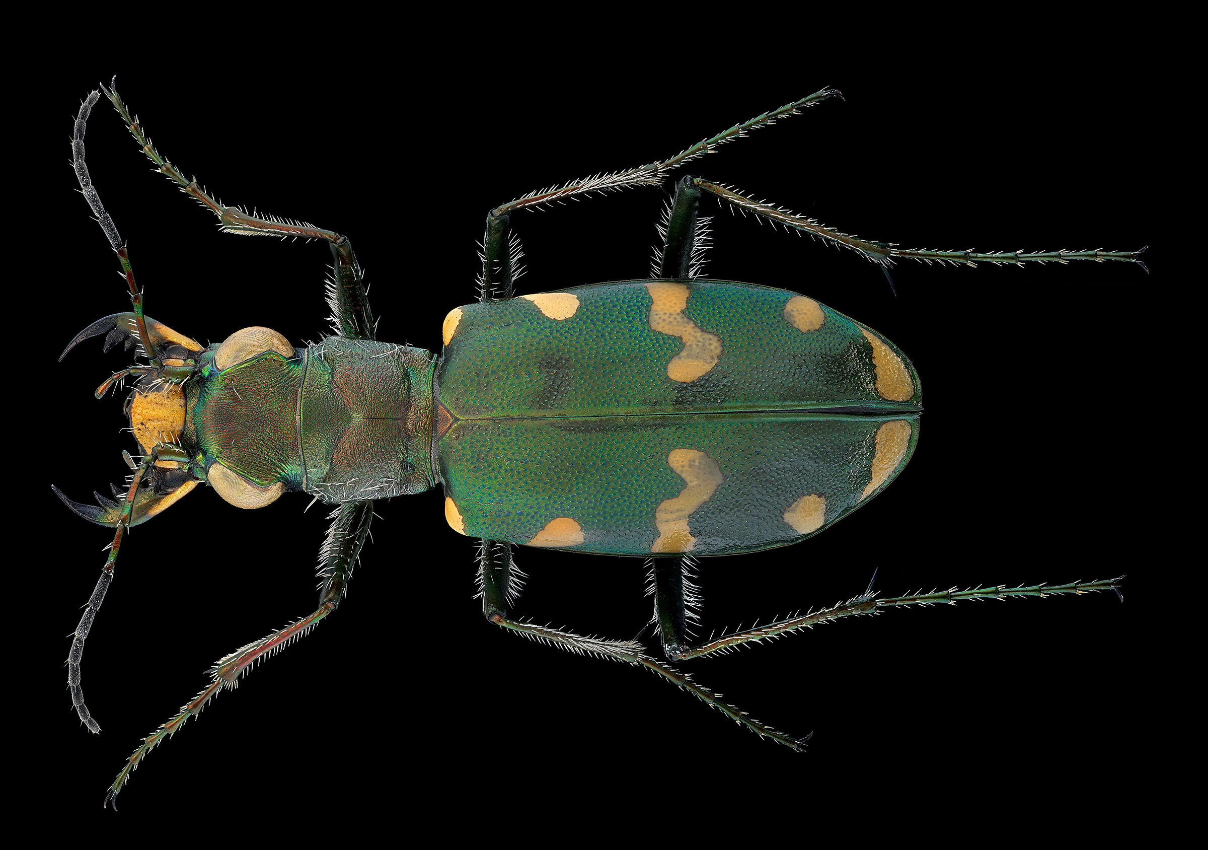 Gallic Cicindela