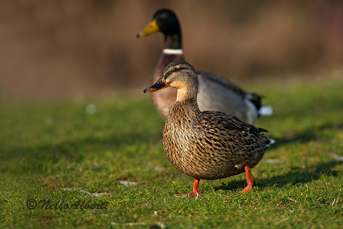 Germans for a walk in the evening