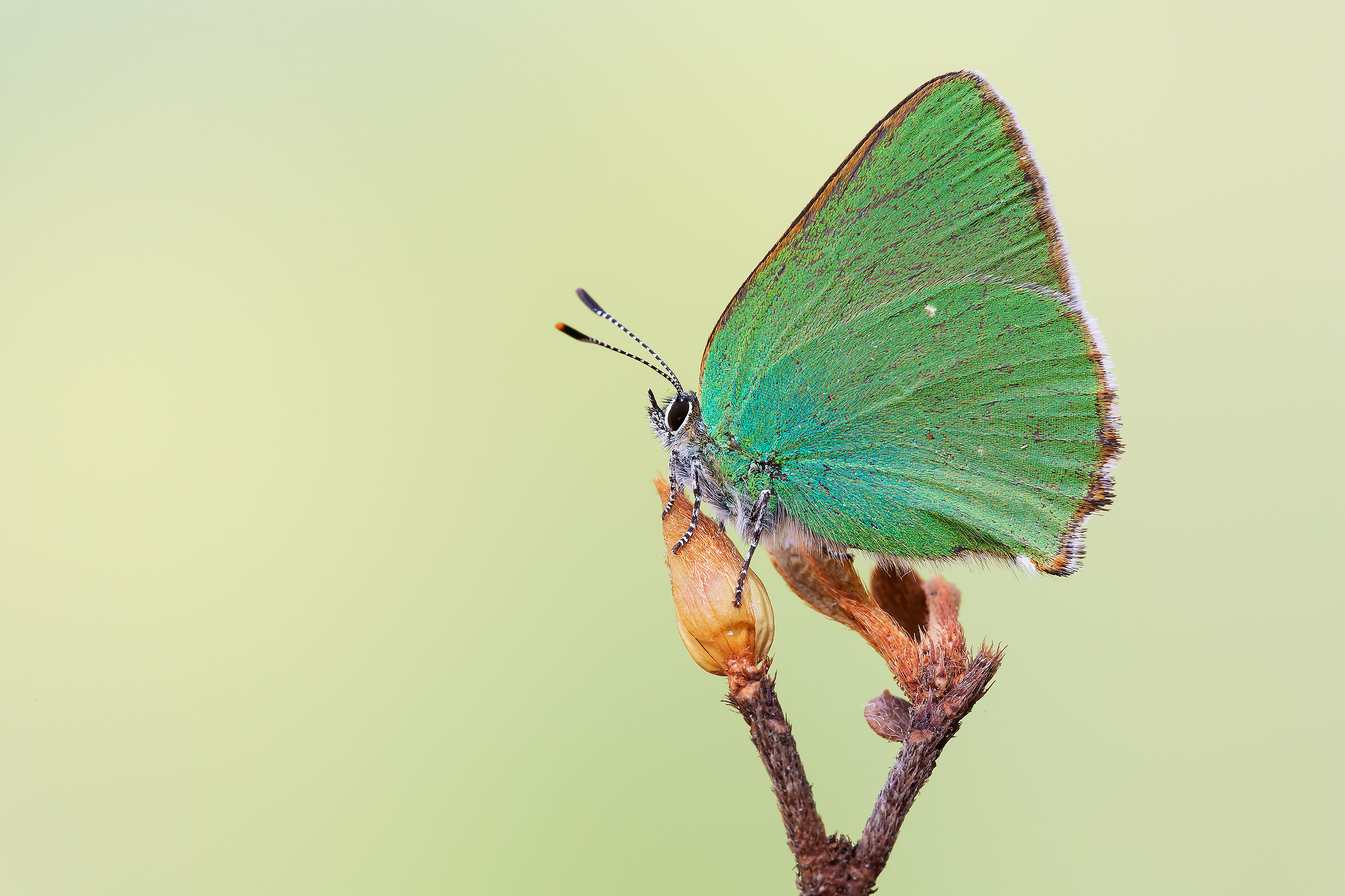 Callophrys rubi