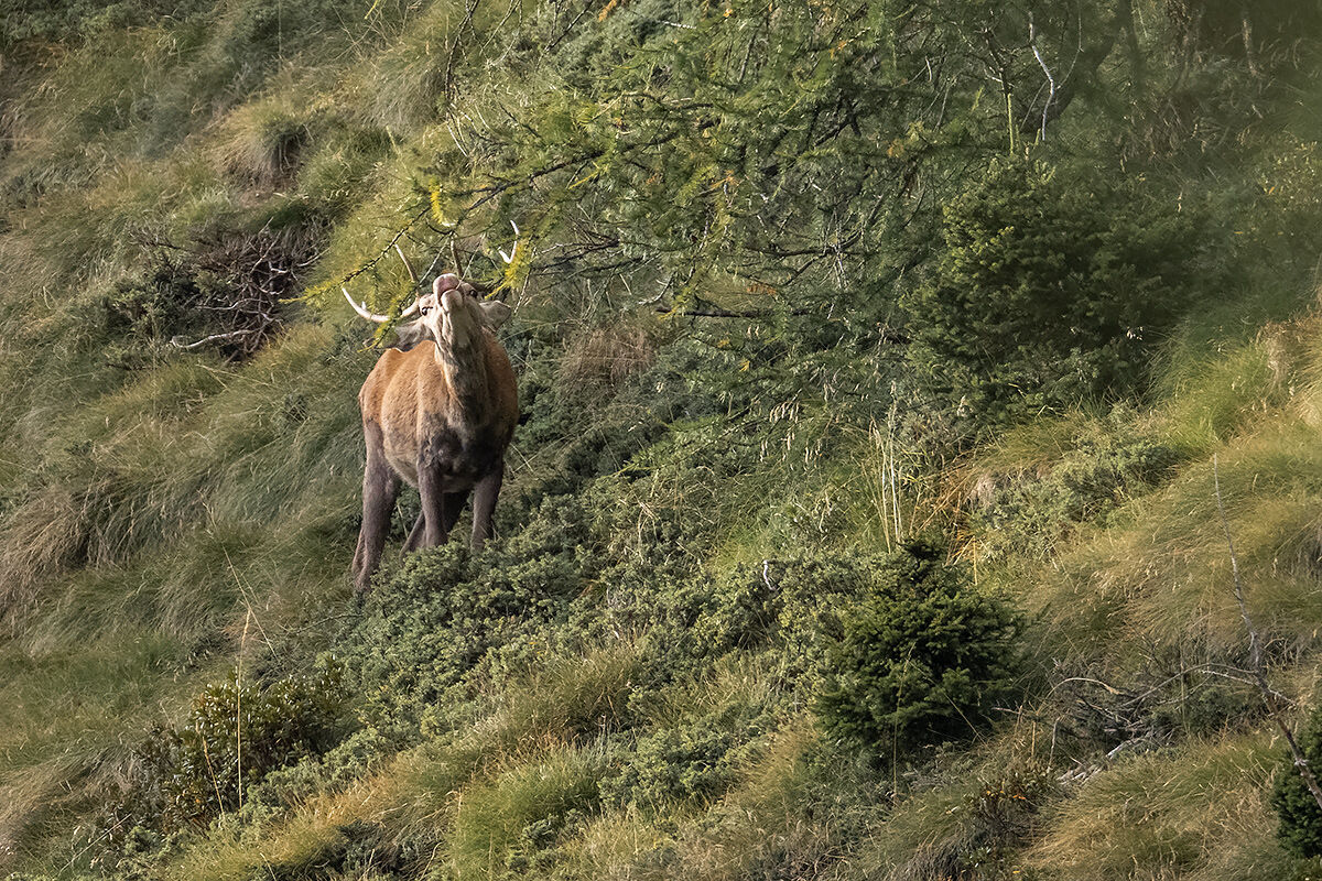 Flehmen