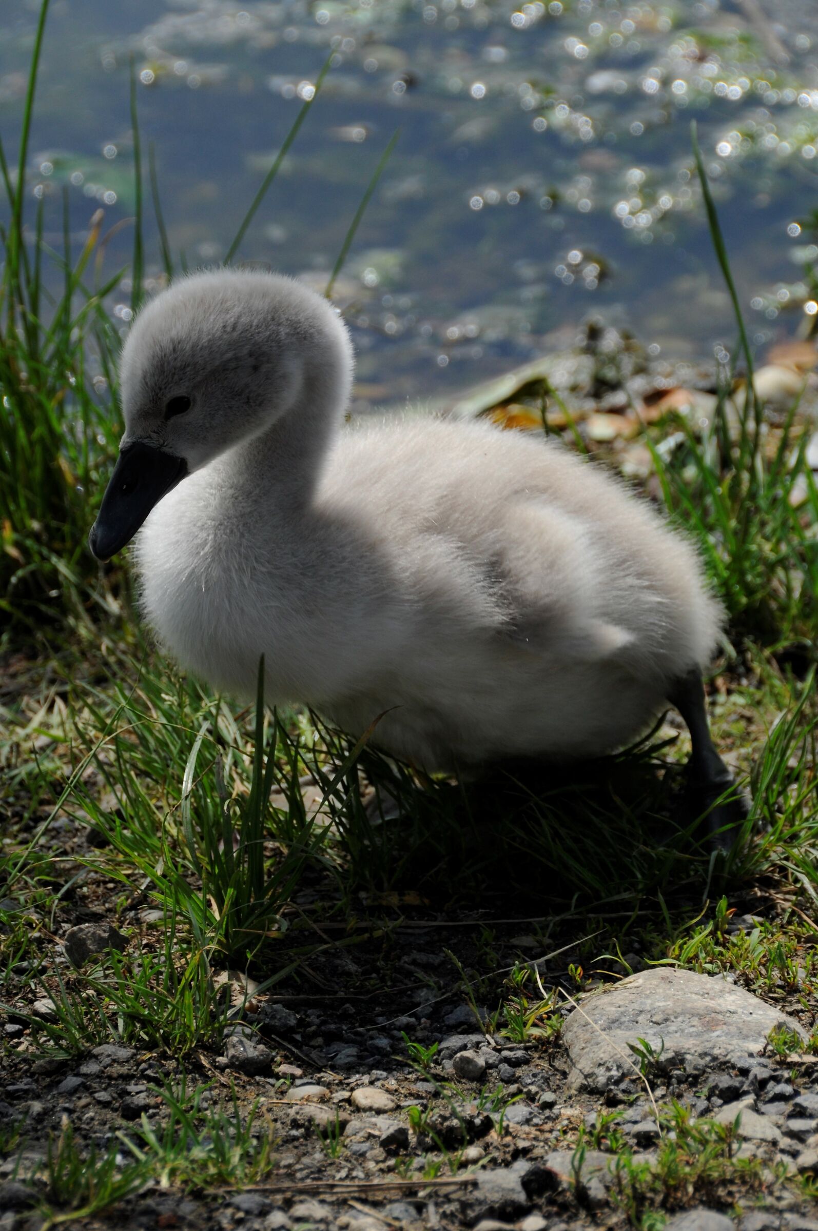 Swan Baby