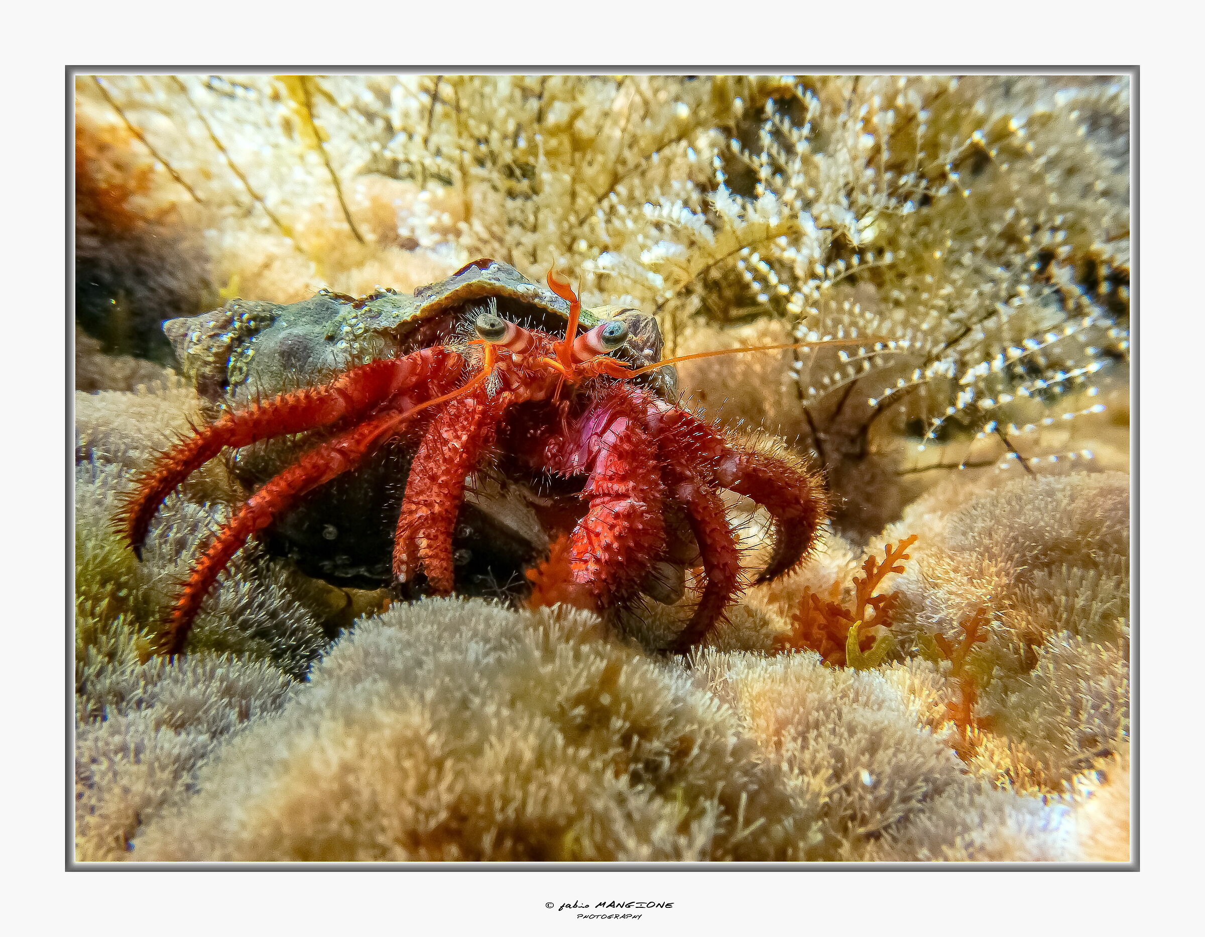 Dardanus calidus ? Paguro bernardo Mare Nostrum