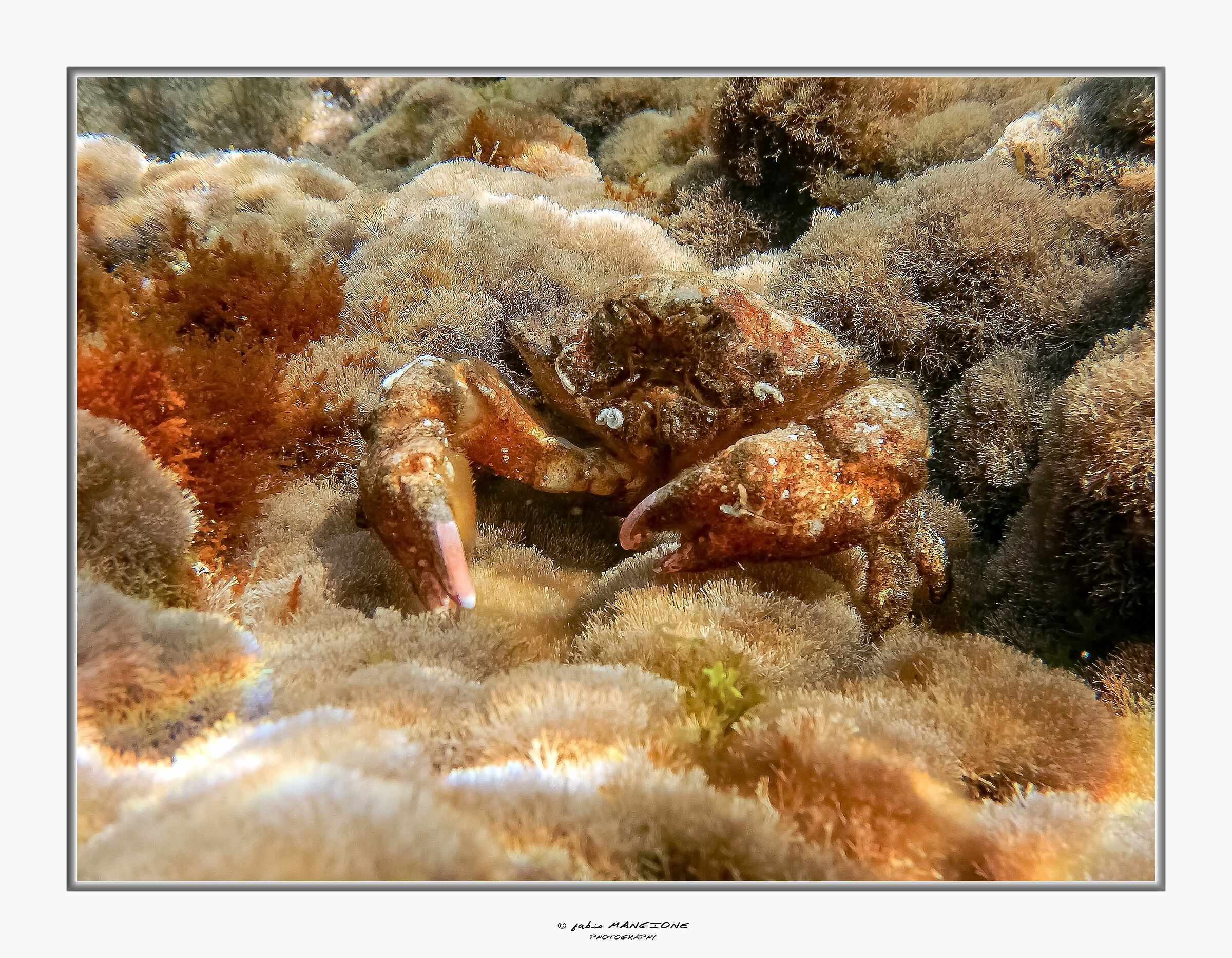 Dromia Personata Crab Sea Nostrum