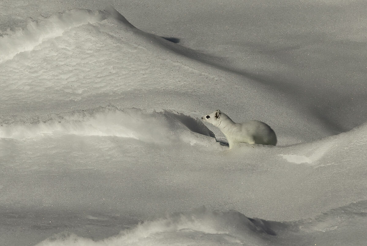 Winter ermine