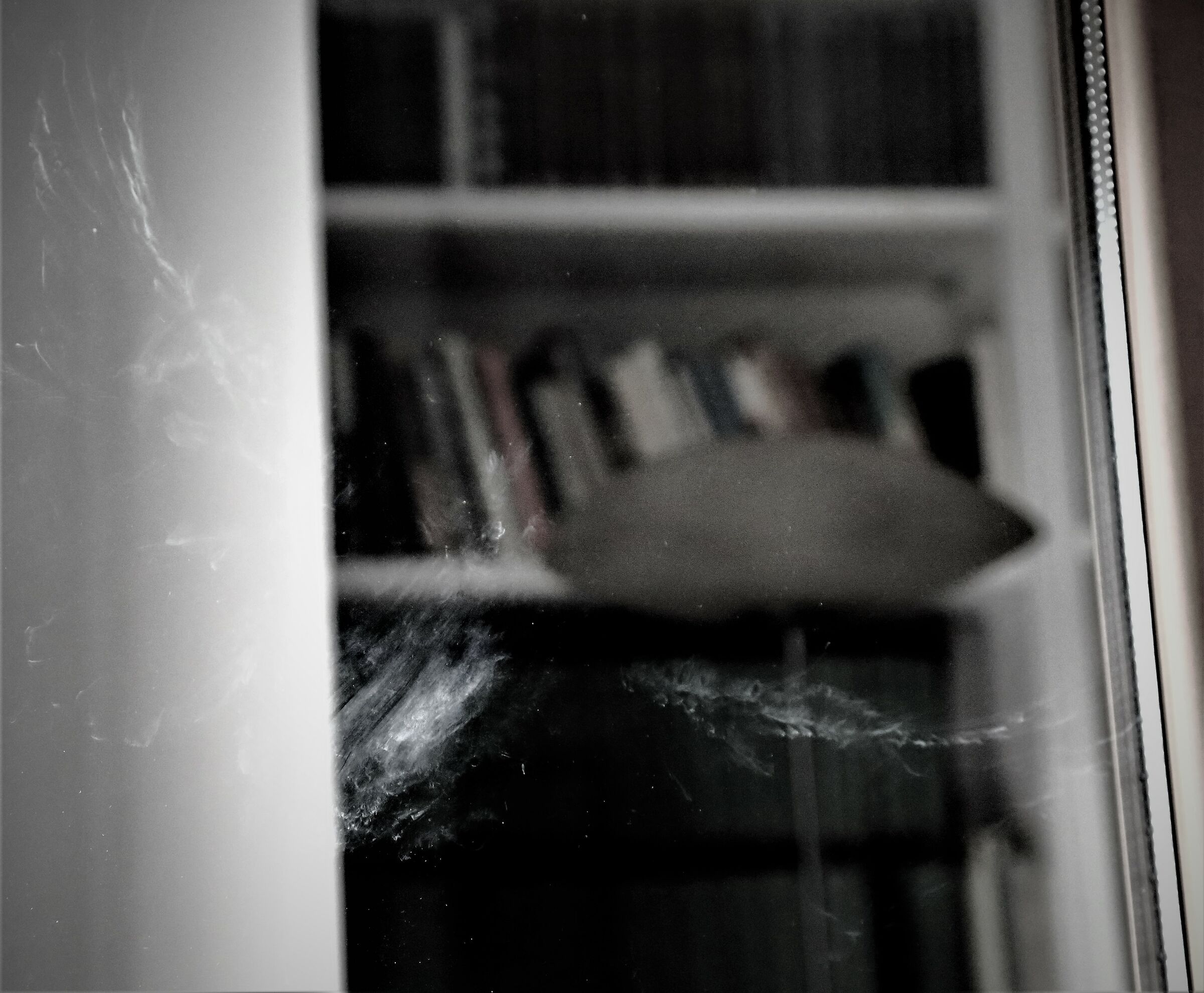 "L'elettore" (piccione su vetro, 2020)