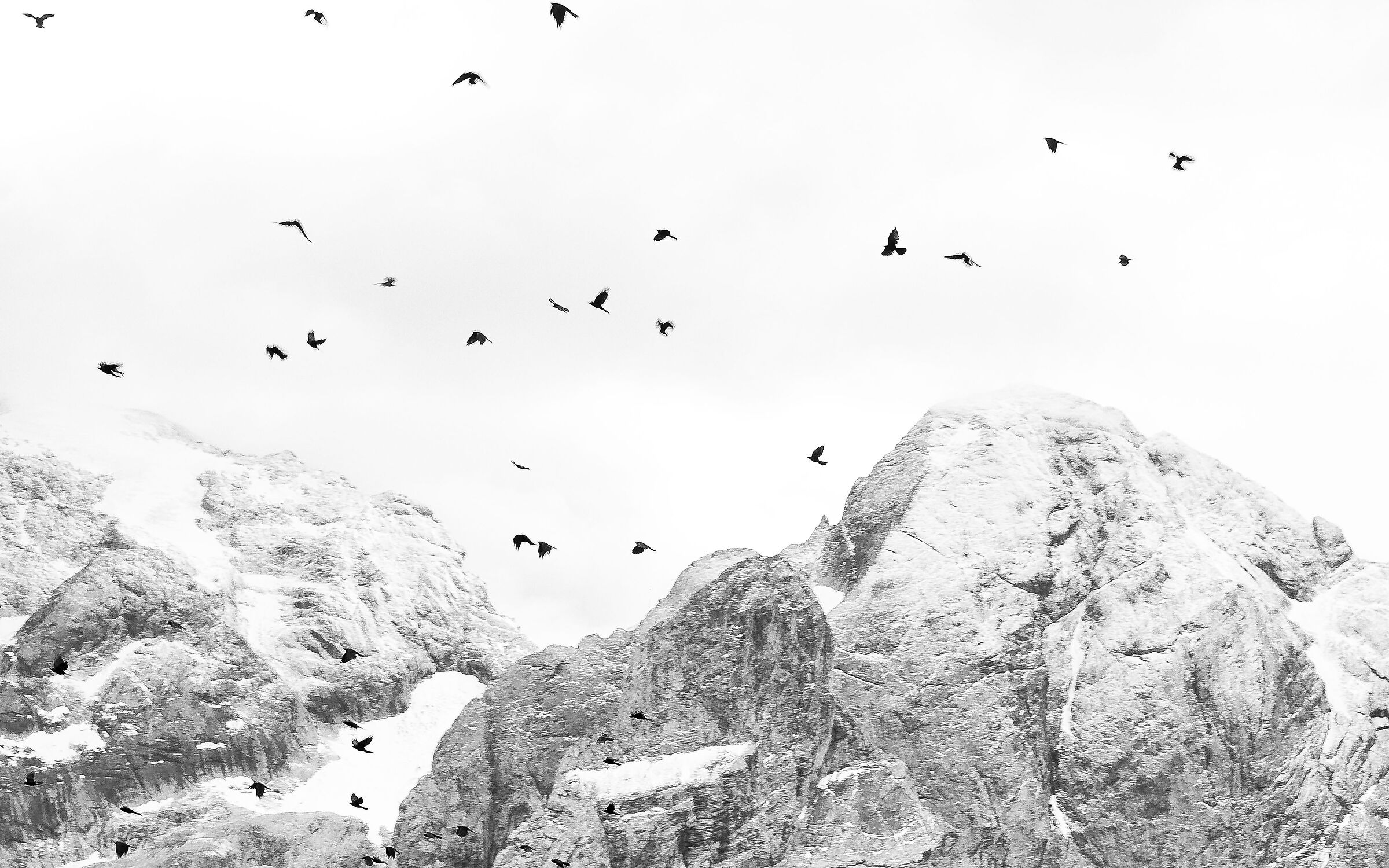 Dolomiti - Gracchi alpini in volo sulla Marmolada