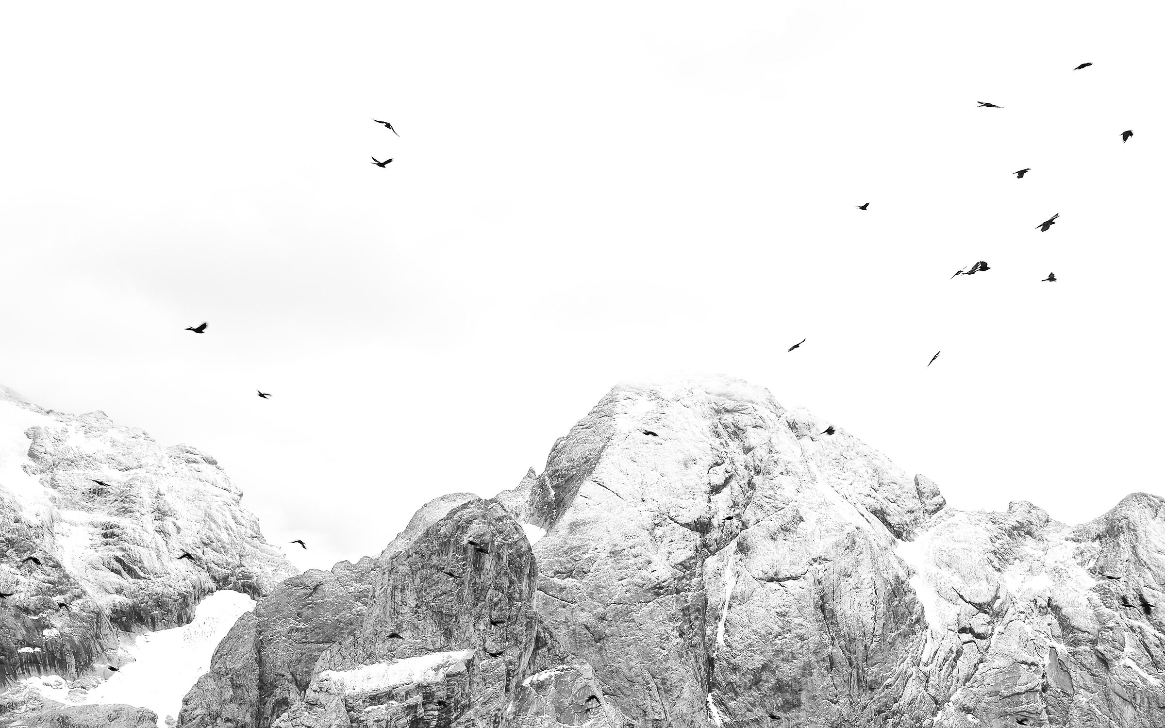 Dolomiti - Gracchi alpini in volo sulla Marmolada