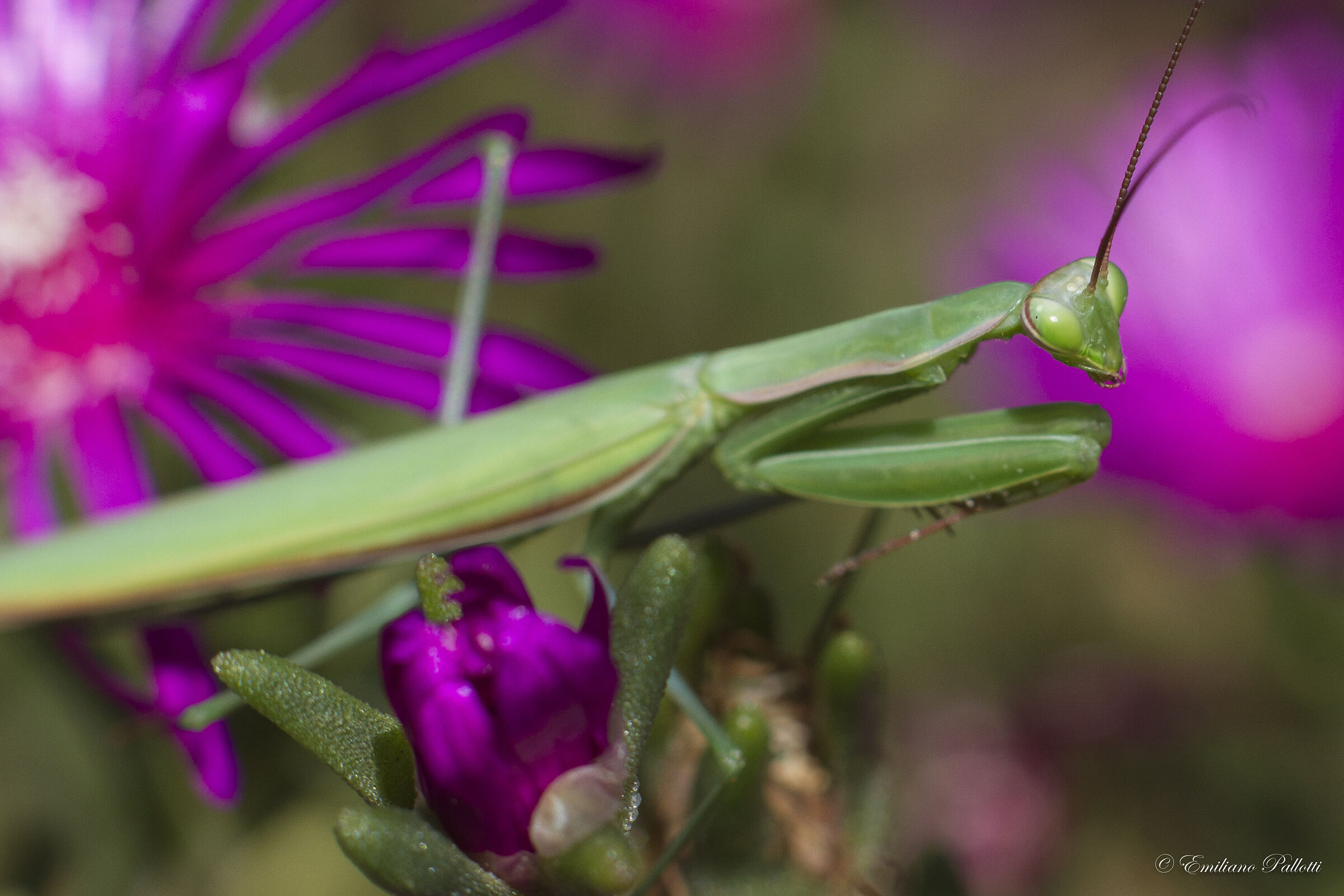 In "religiosa" attesa