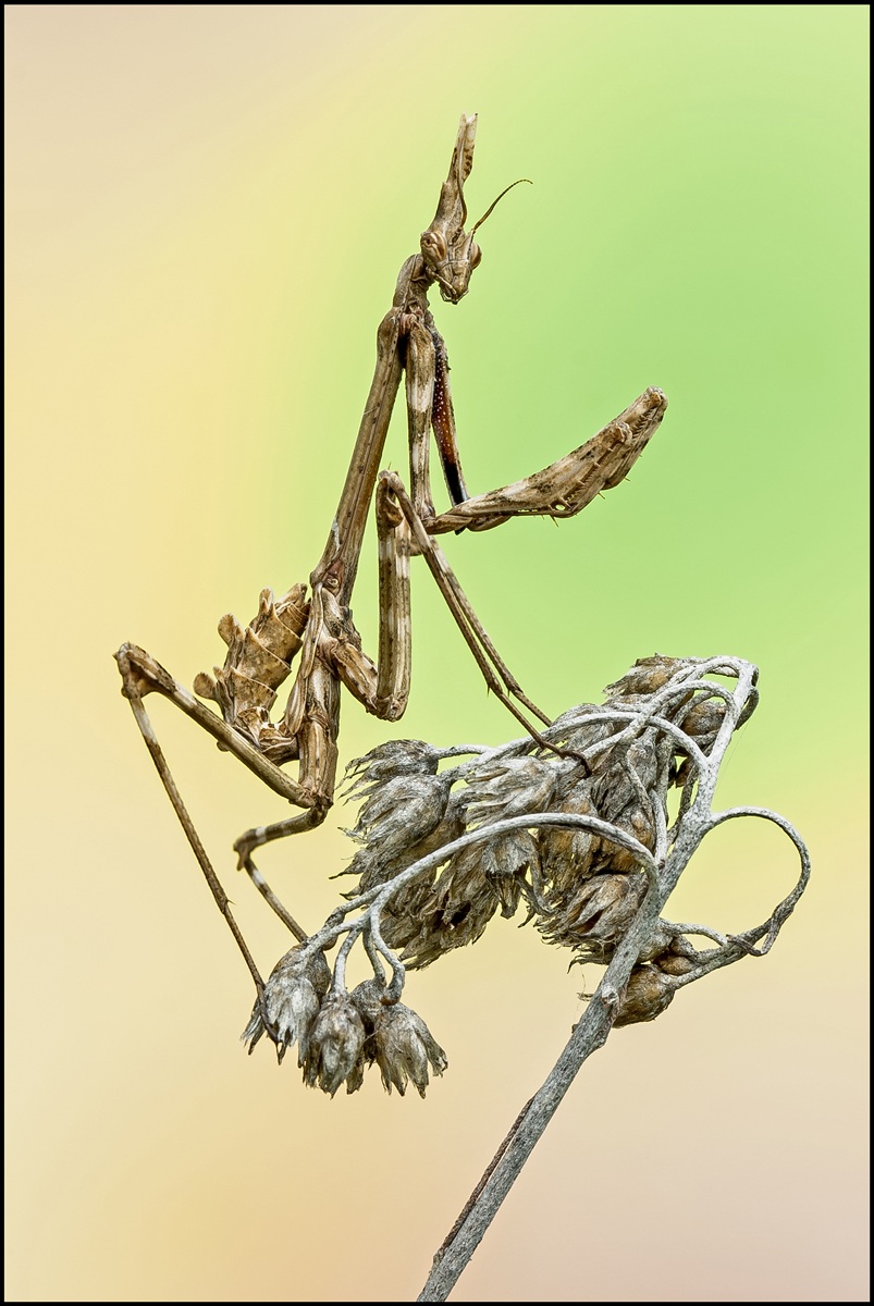 Femmina di Empusa Pennata