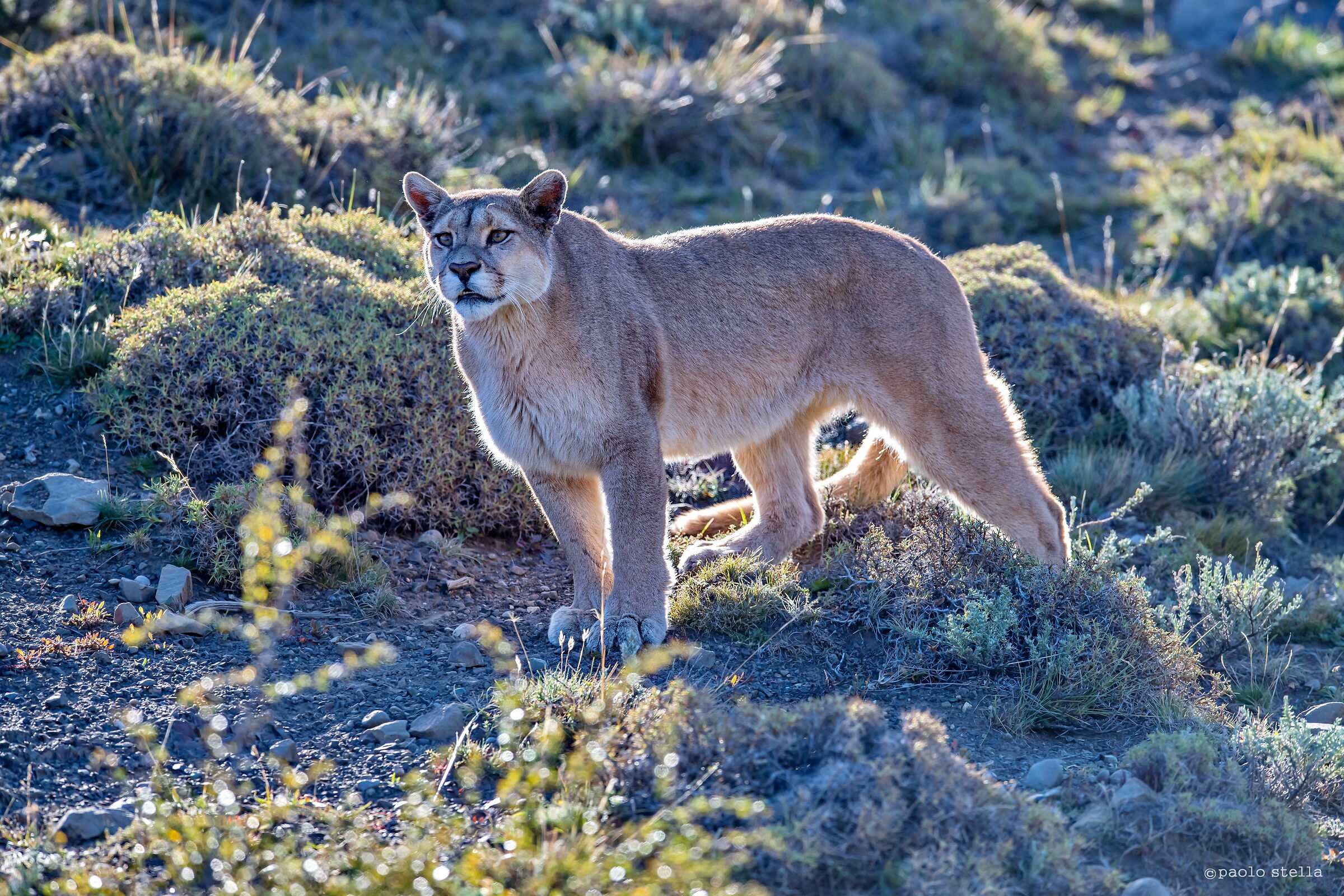 the possession of "Hermanita"