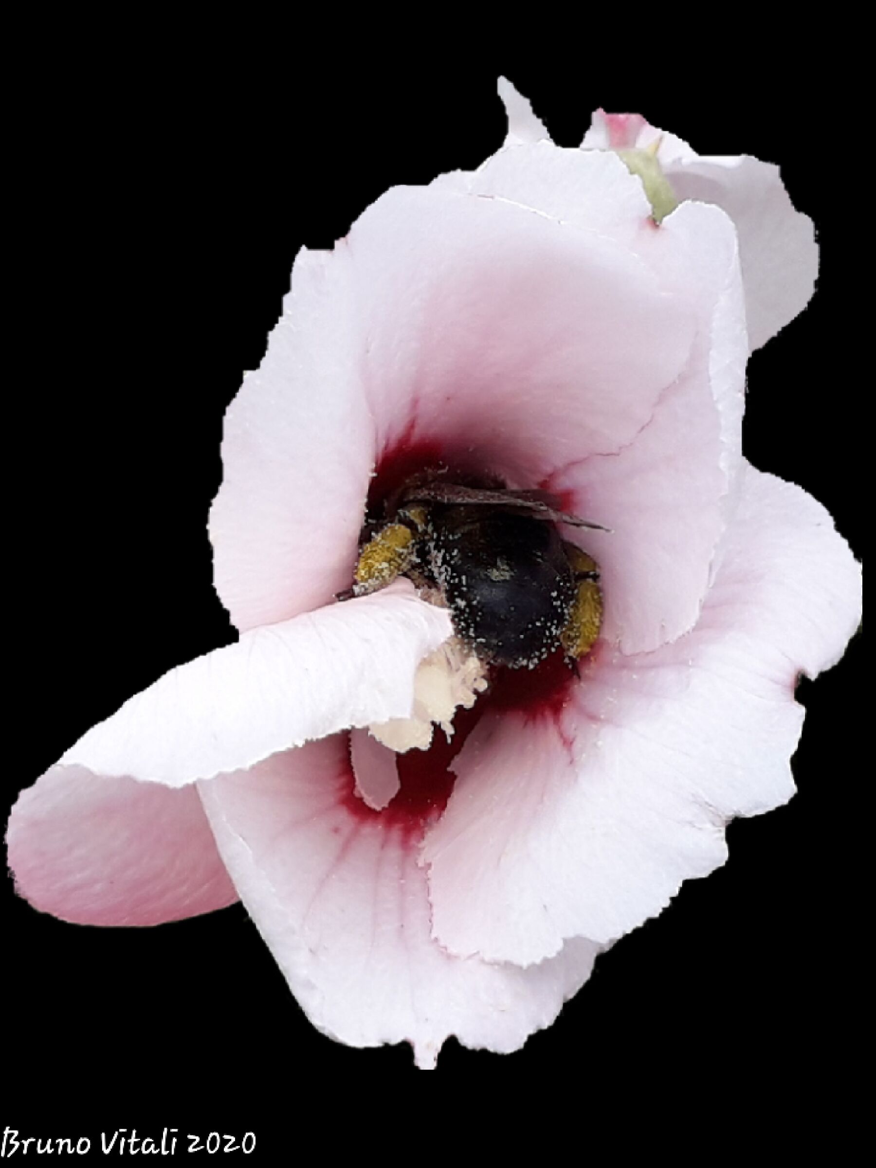 Ape Legnaiola dentro un Iris