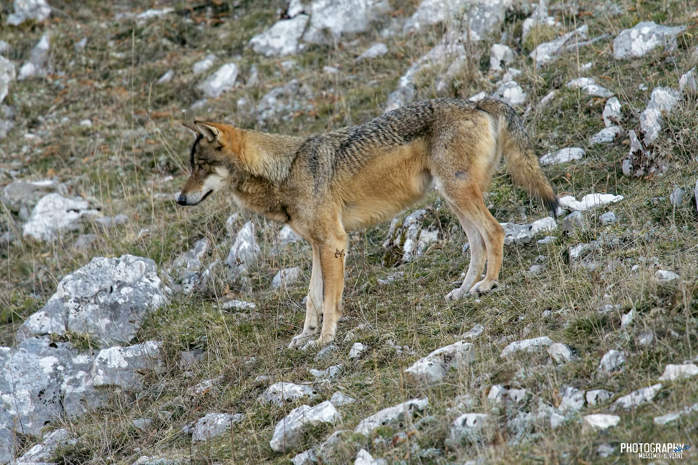 Apennine grey wolf - Canis lupus italicus