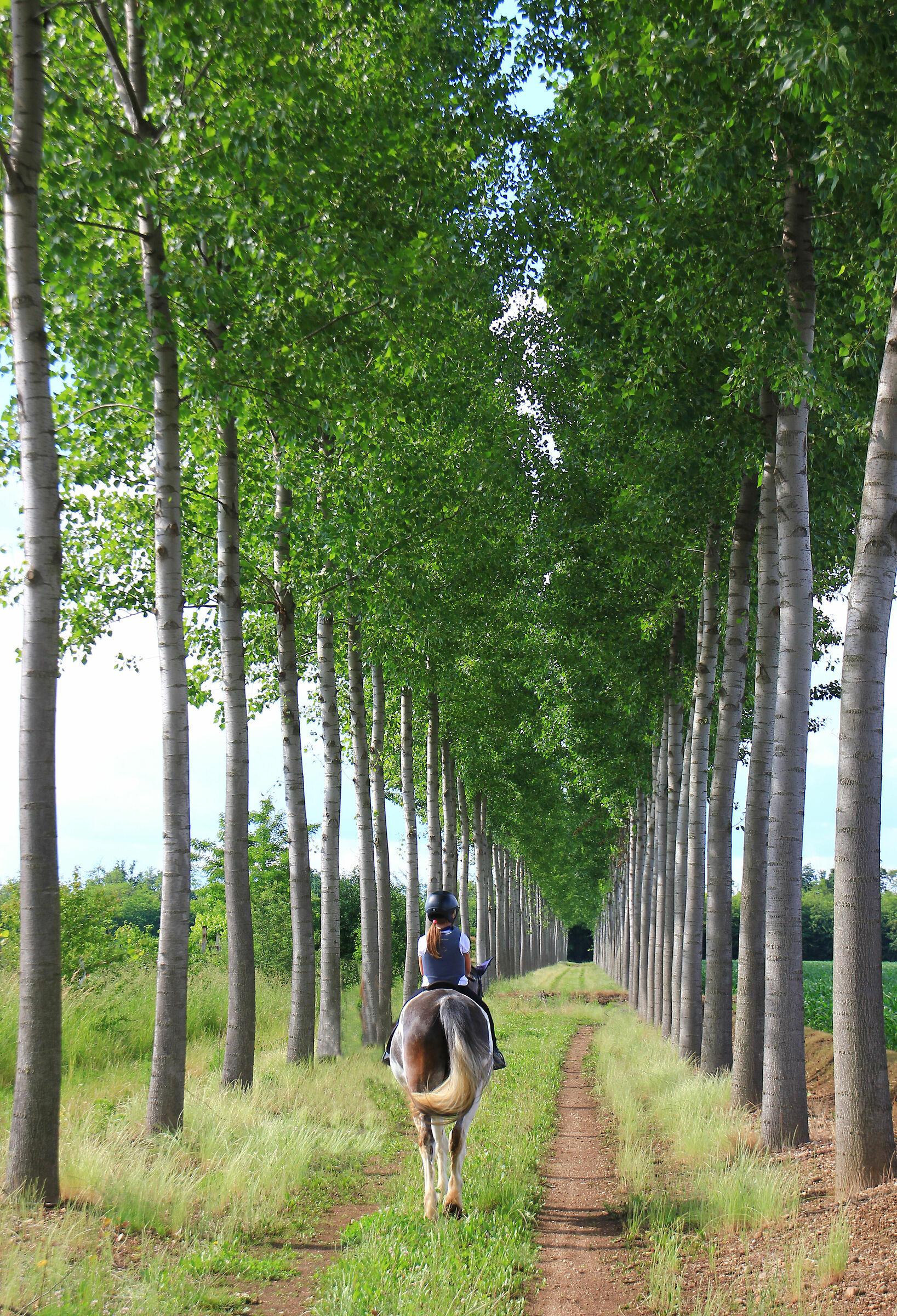 Passeggiata a cavallo
