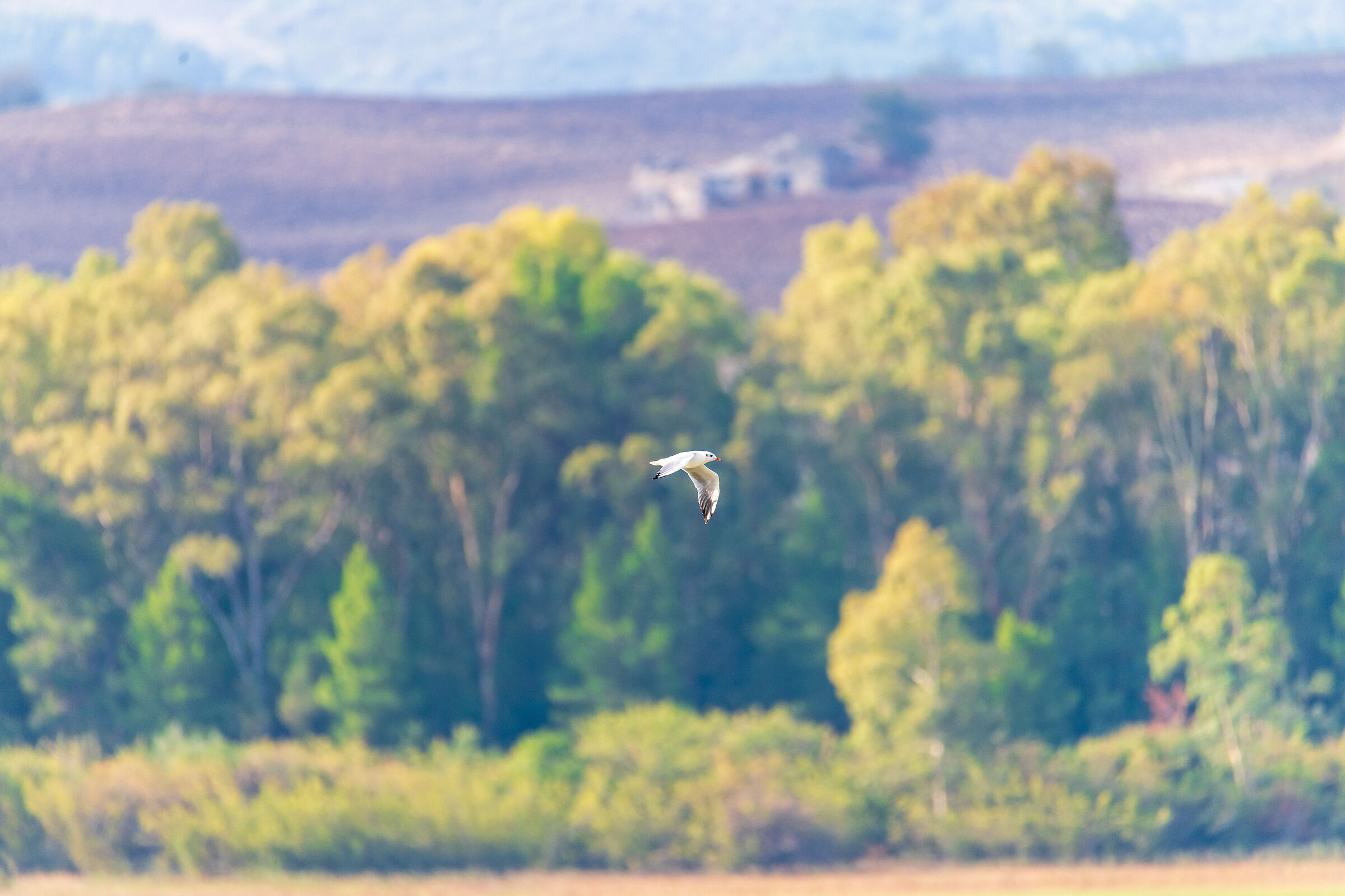 Oasis of San Giuliano