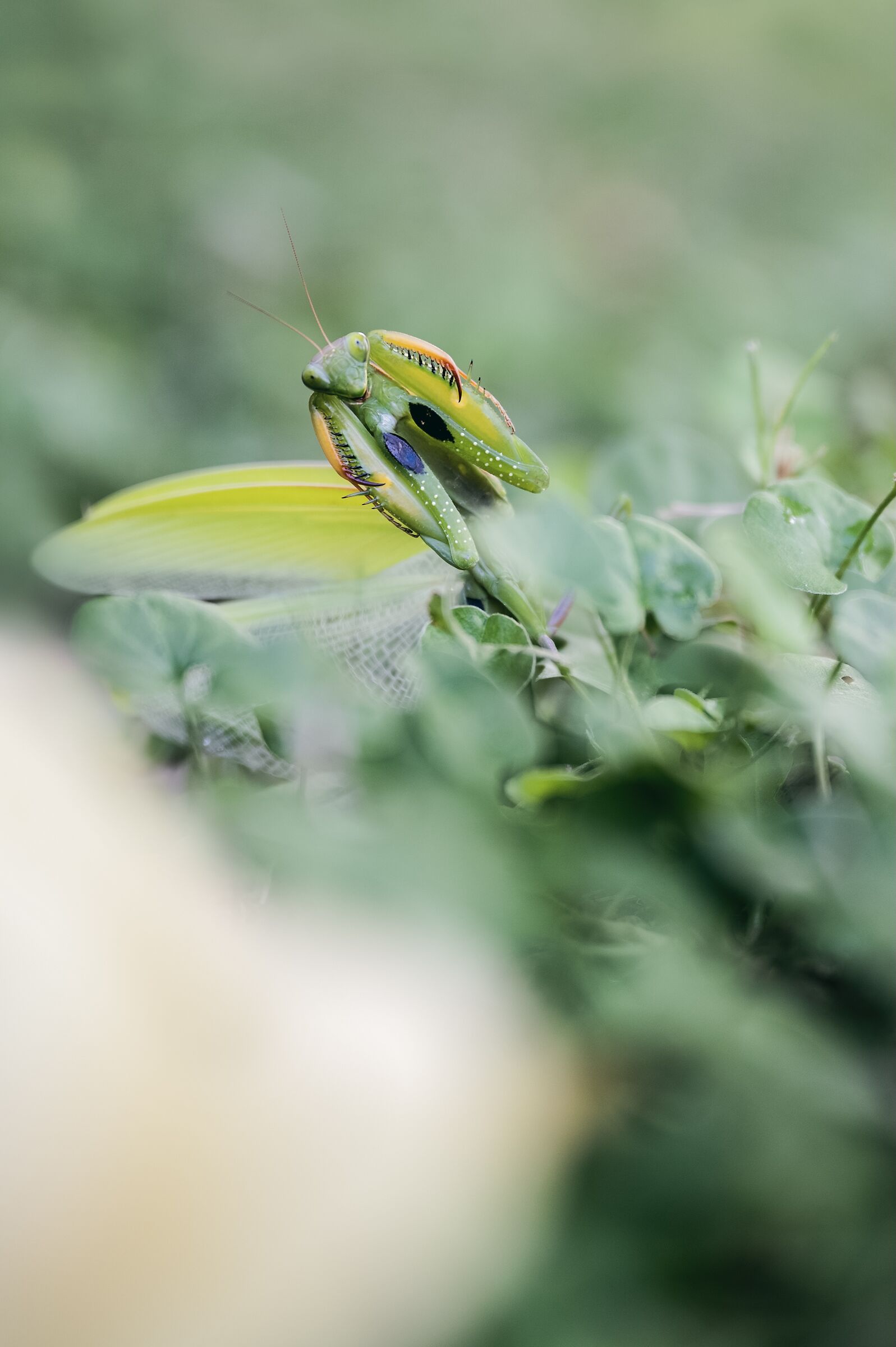 Mantide Religiosa
