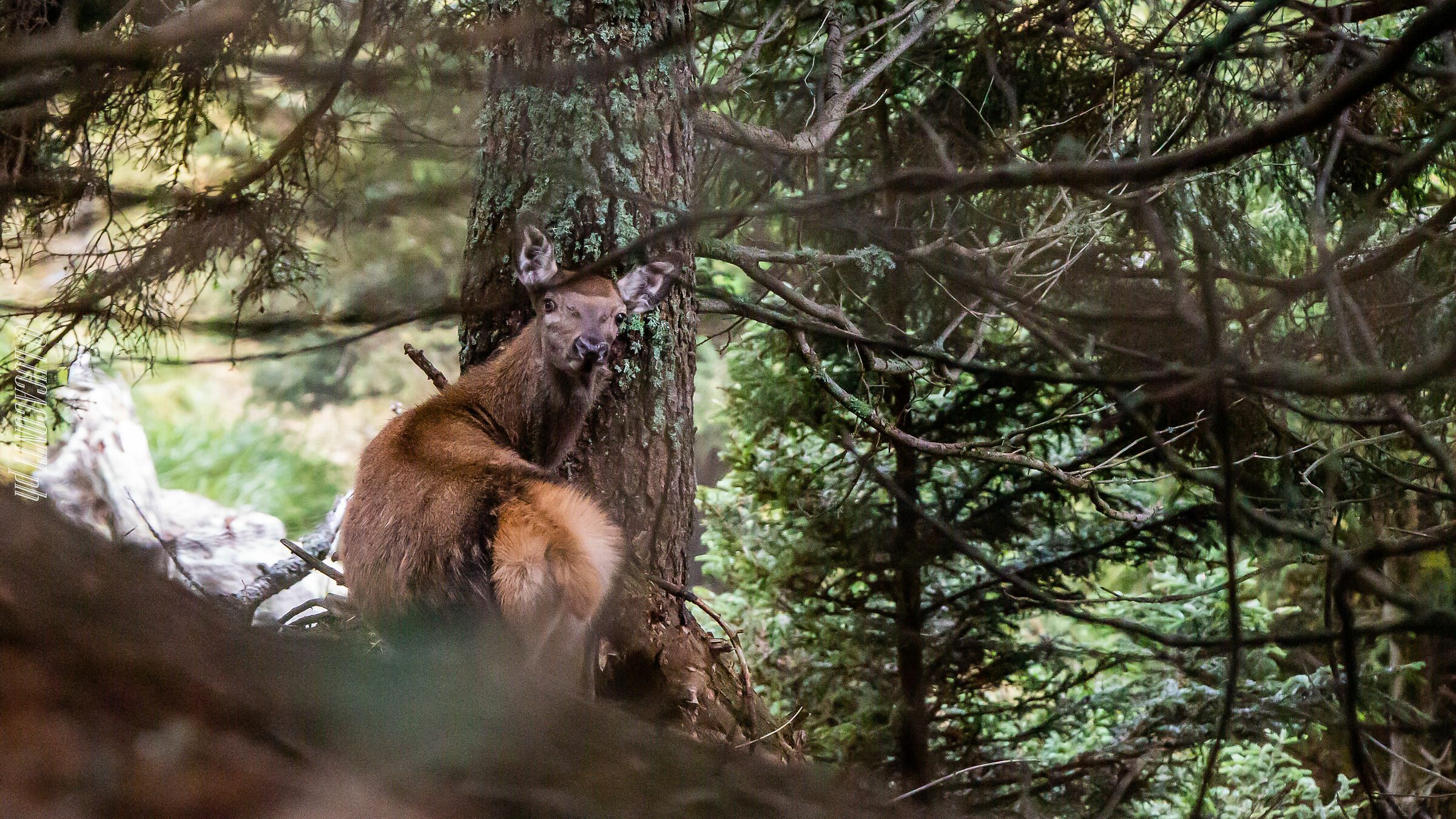 Bramito 2020 , Valtellina (so)