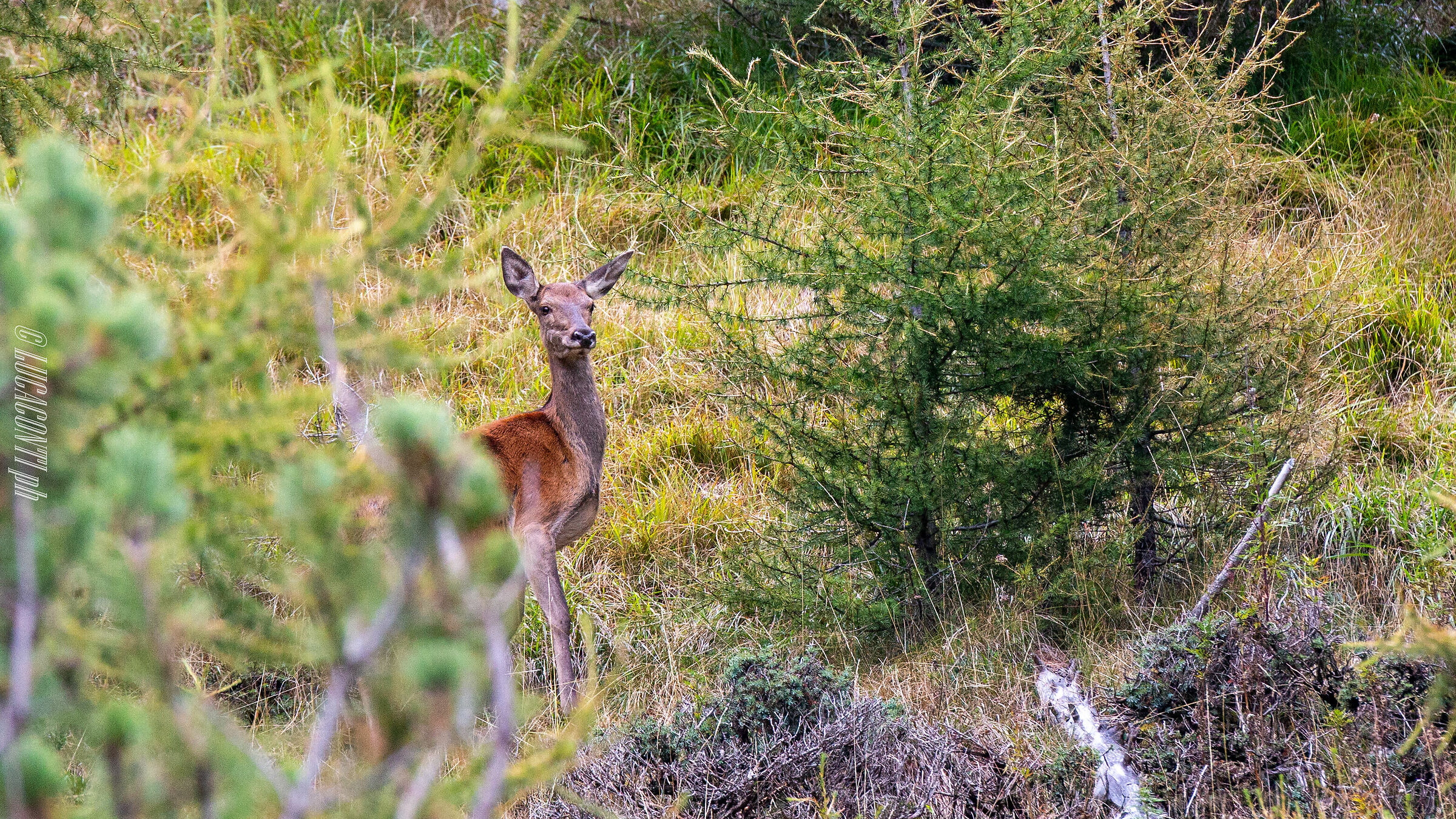 Bramito 2020 , Valtellina (so)