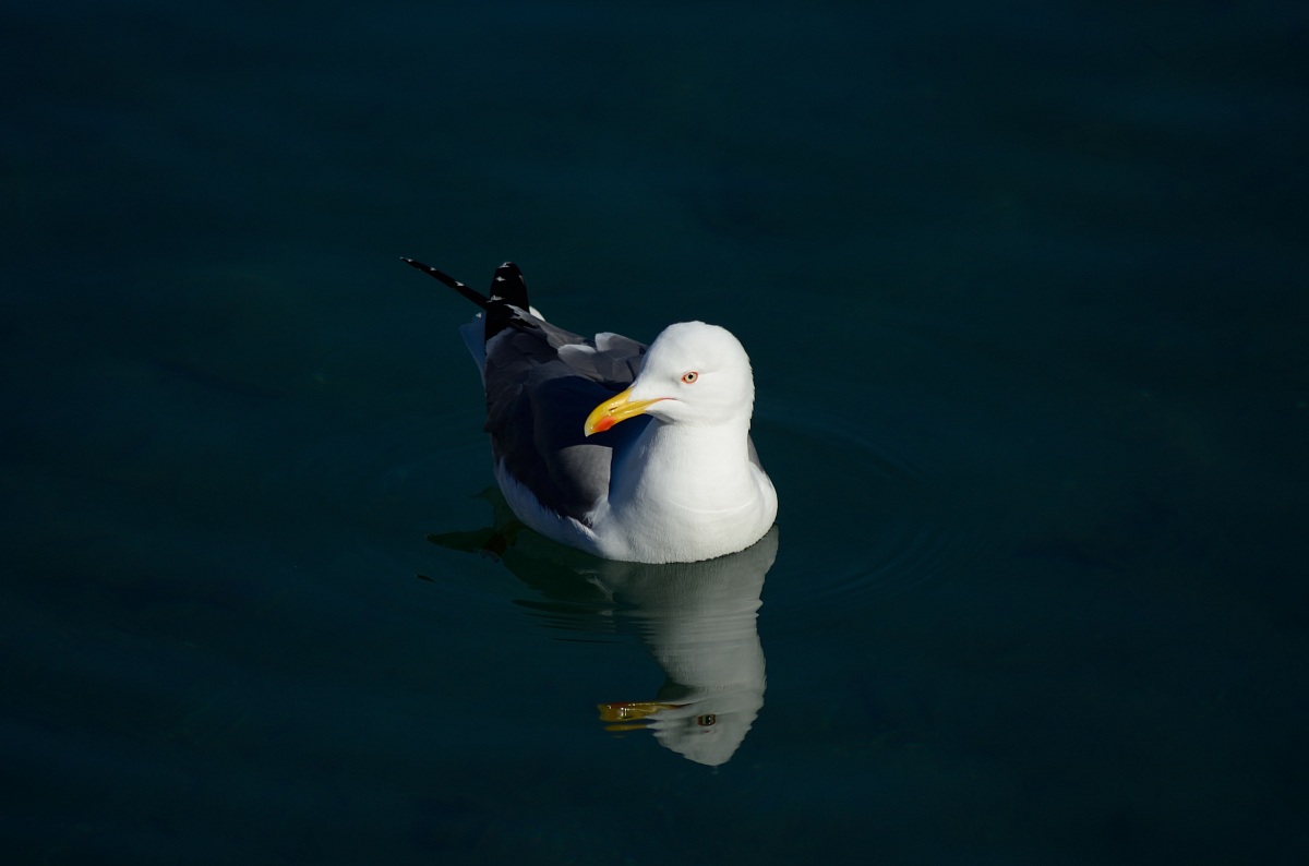 Herring Gulls