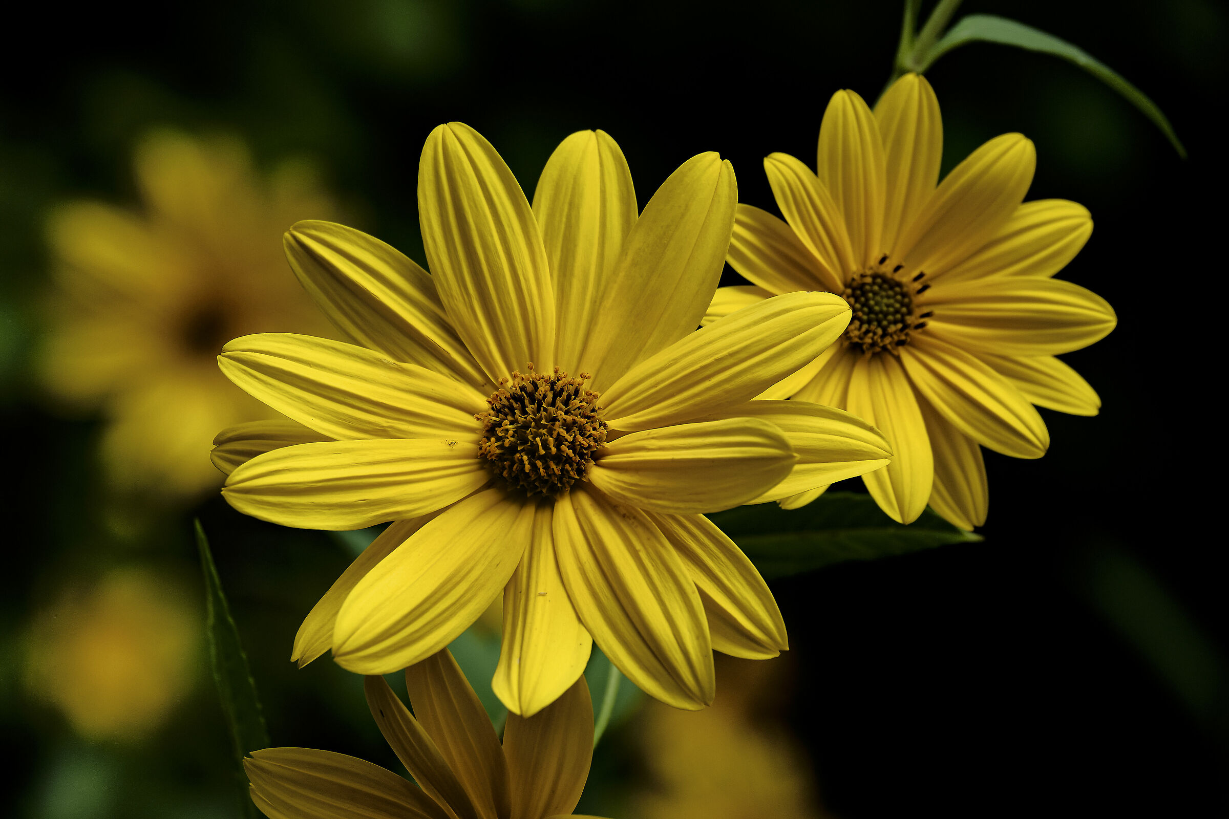 Forest sunflowers