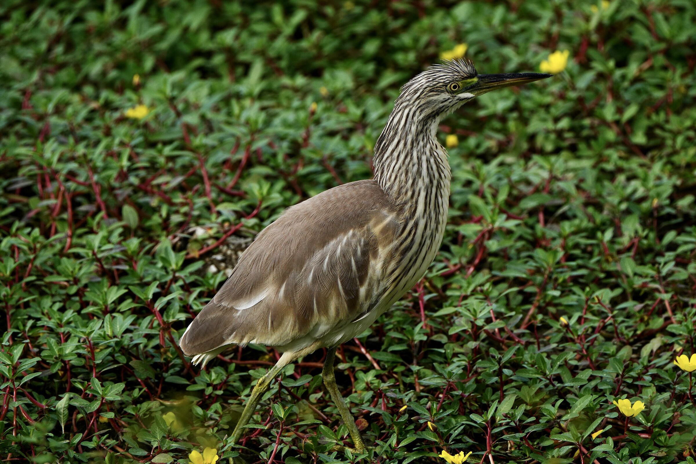 He's in the grass chasing frogs...