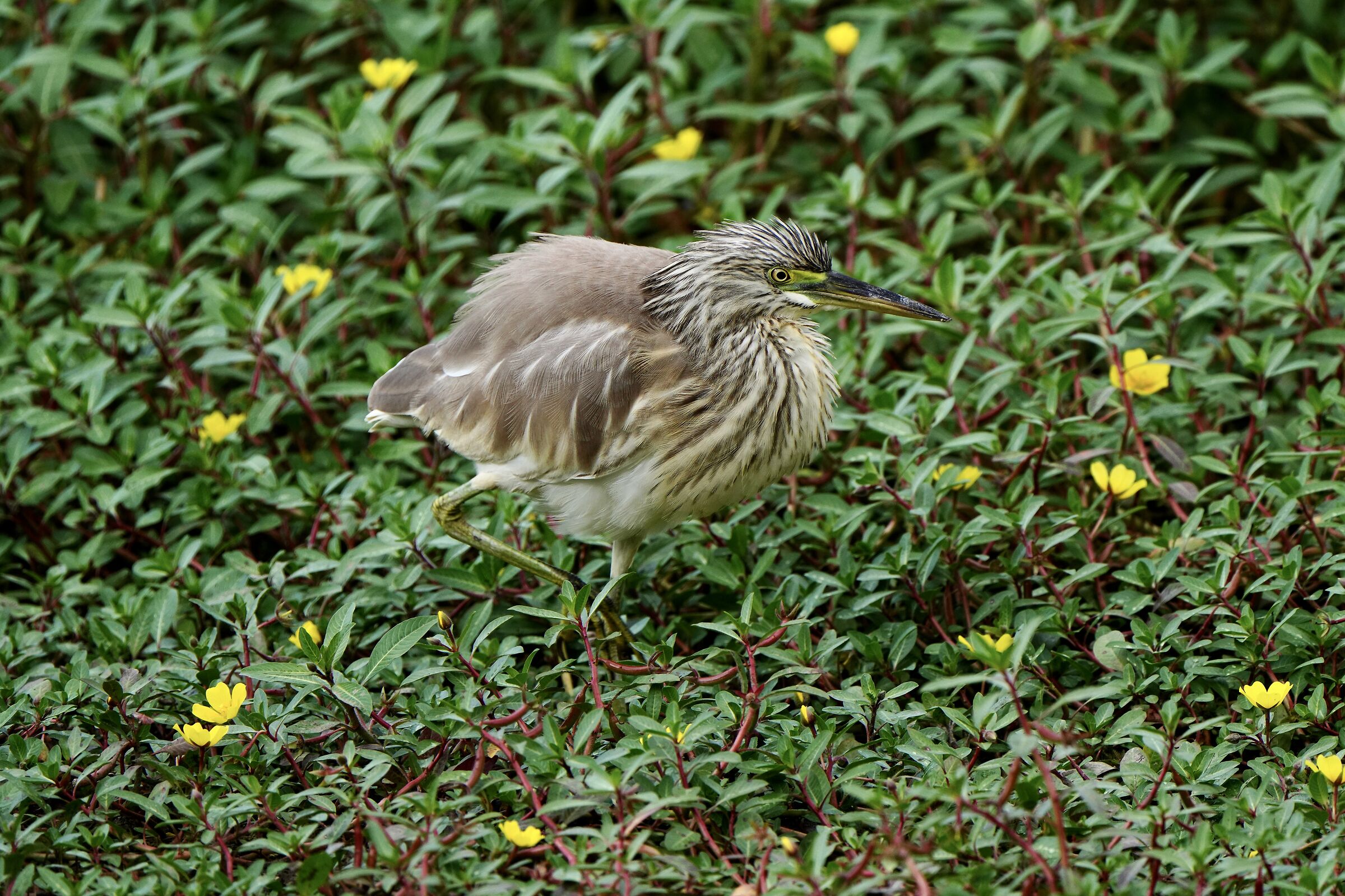 He's in the grass chasing frogs...