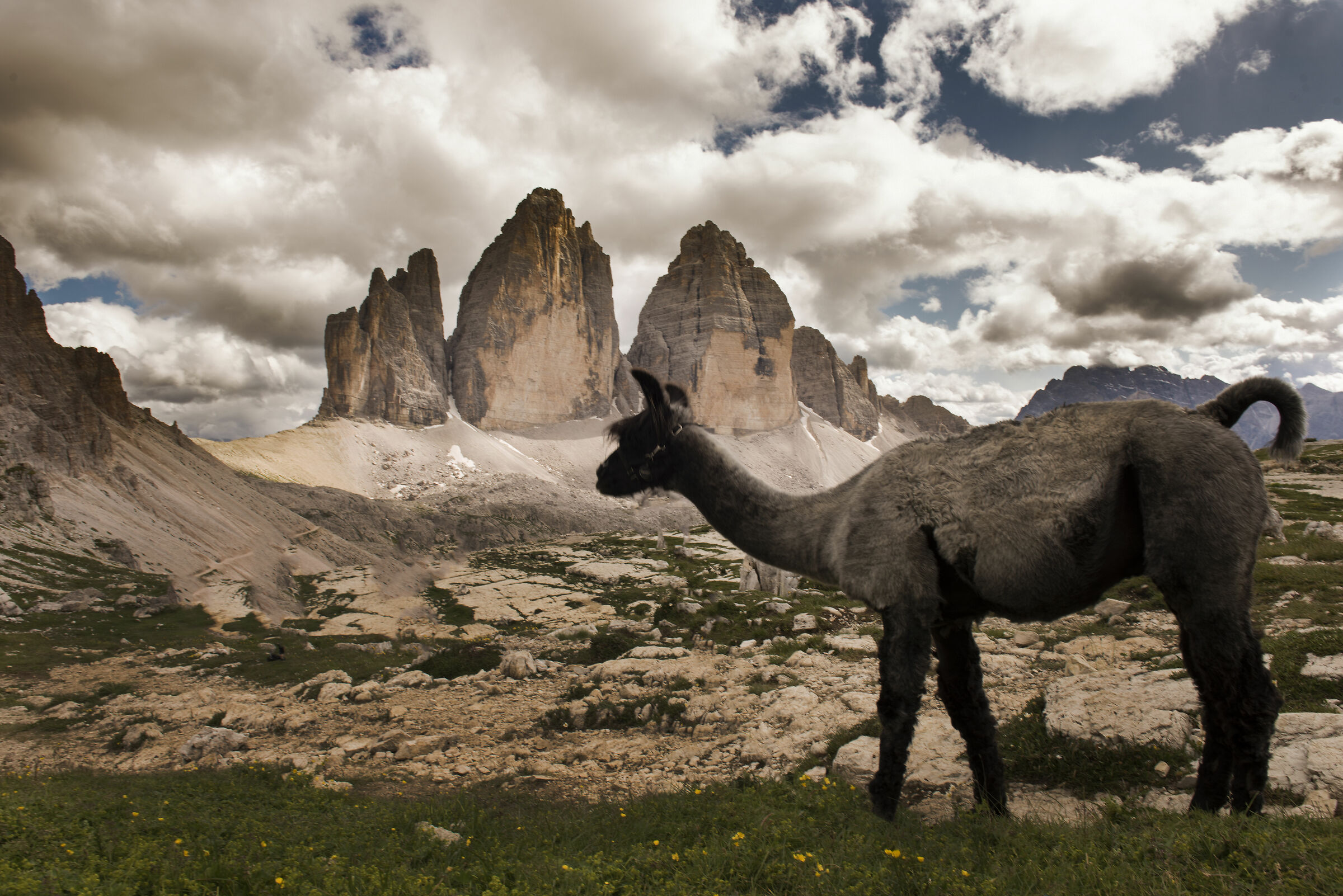 lama a coda a gancio delle 3 cime