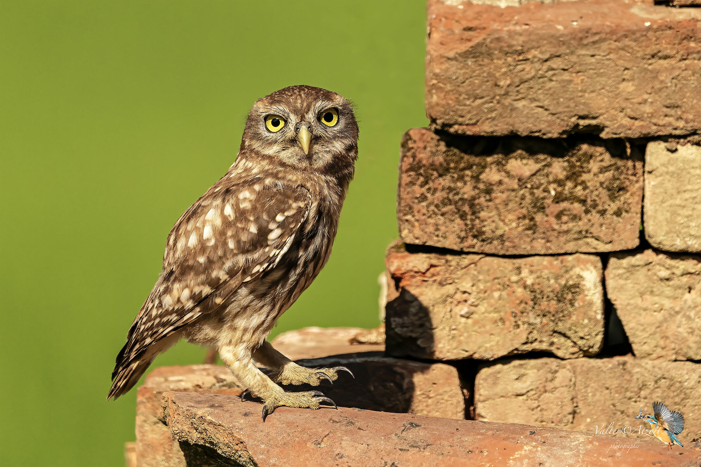 Owl in flight