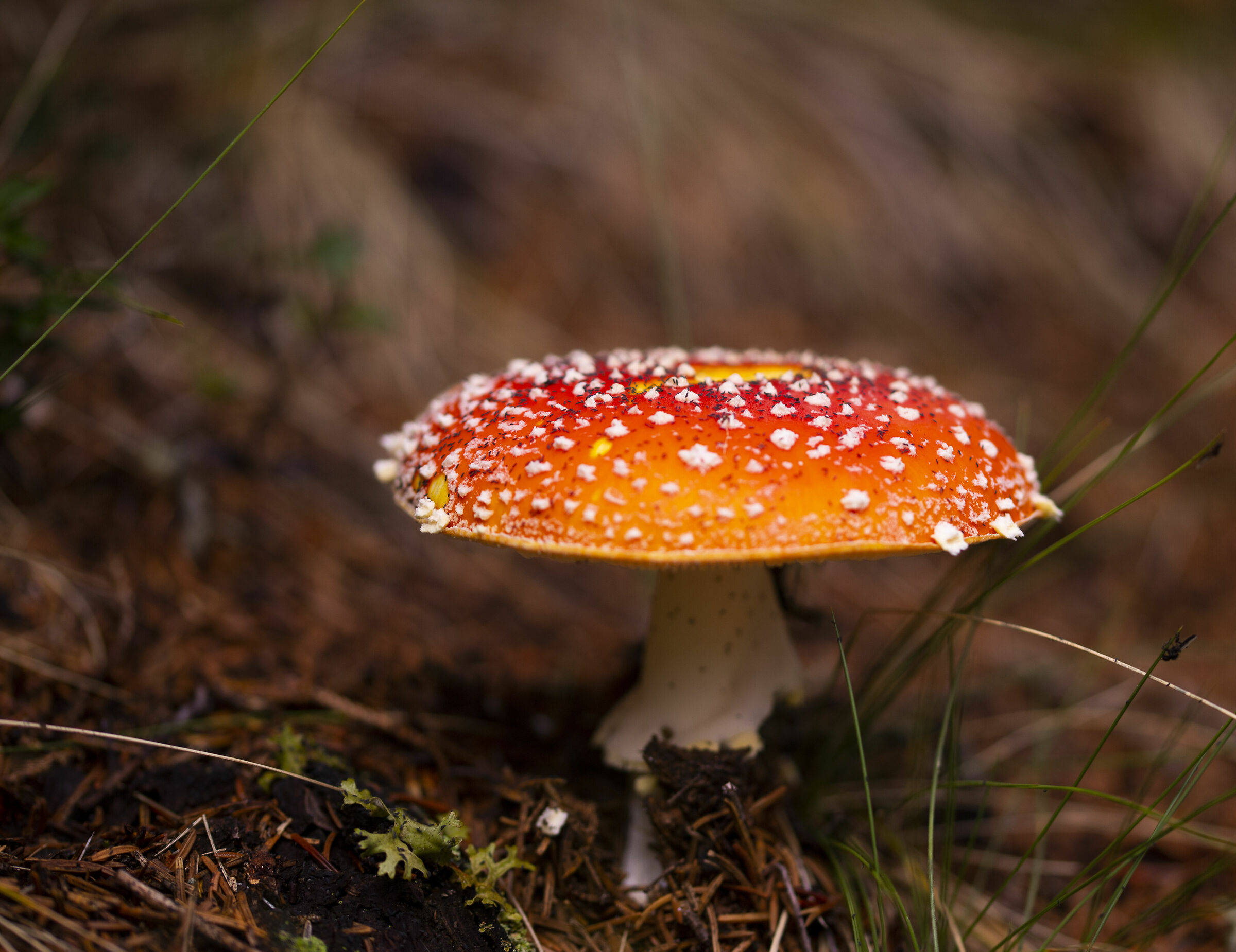 Amanita muscaria