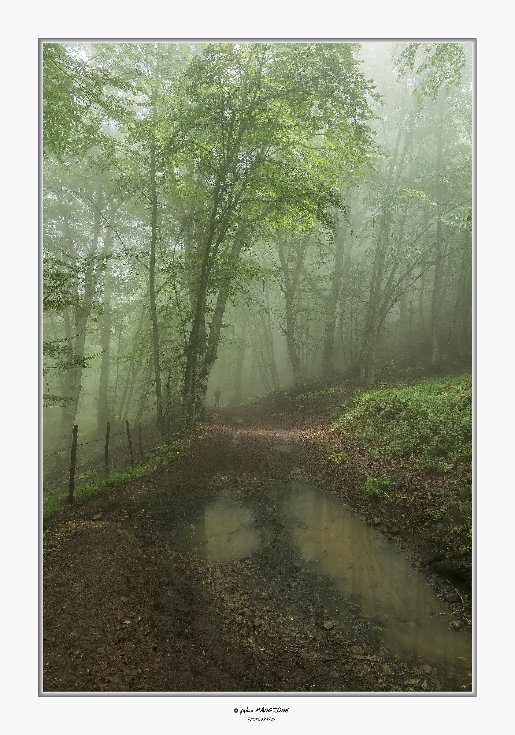 Mists