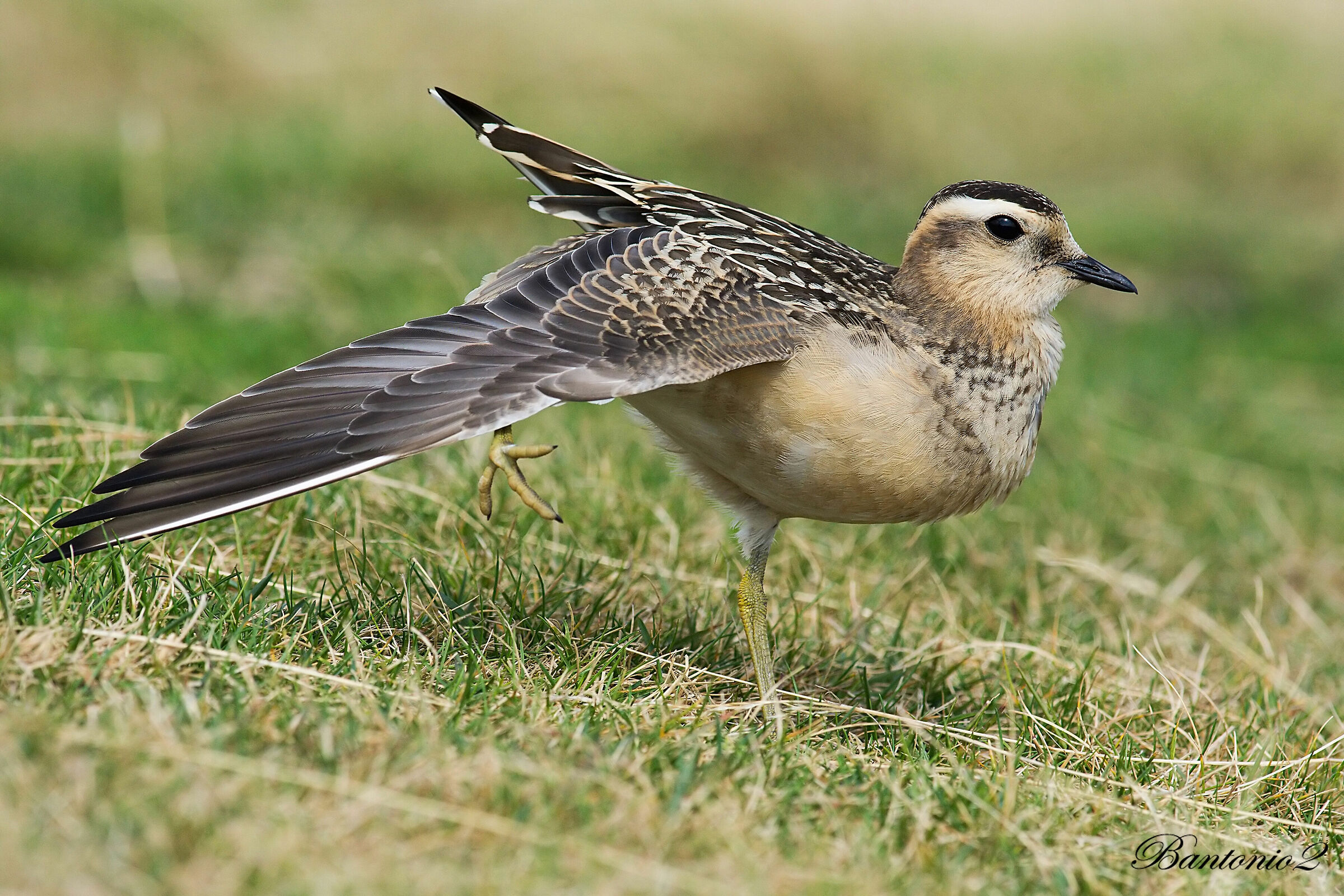Piviere tortolino5 (Charadrius morinellus).