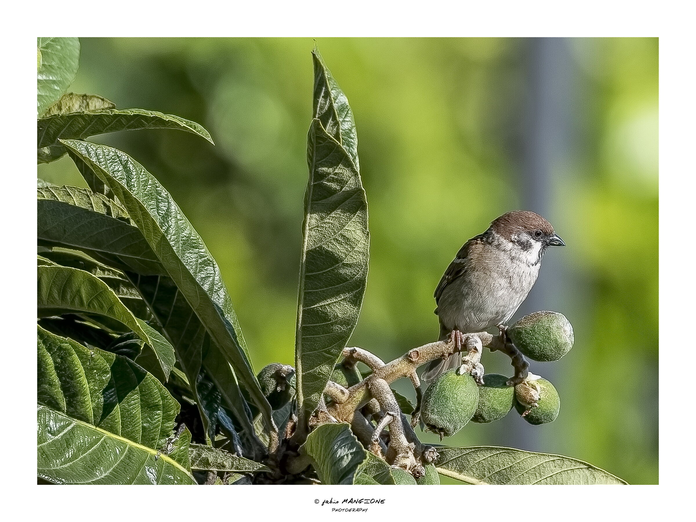 Passera Mattugia
