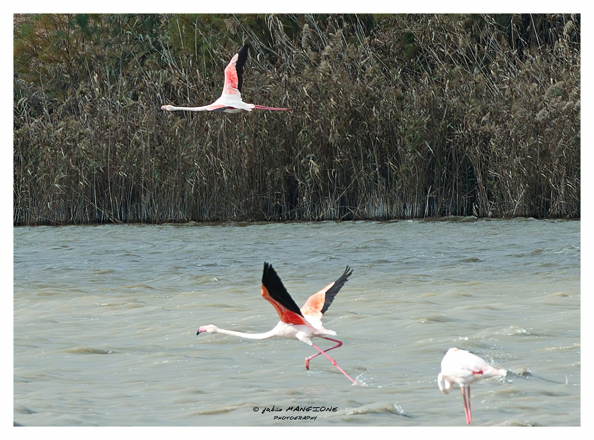 Herons