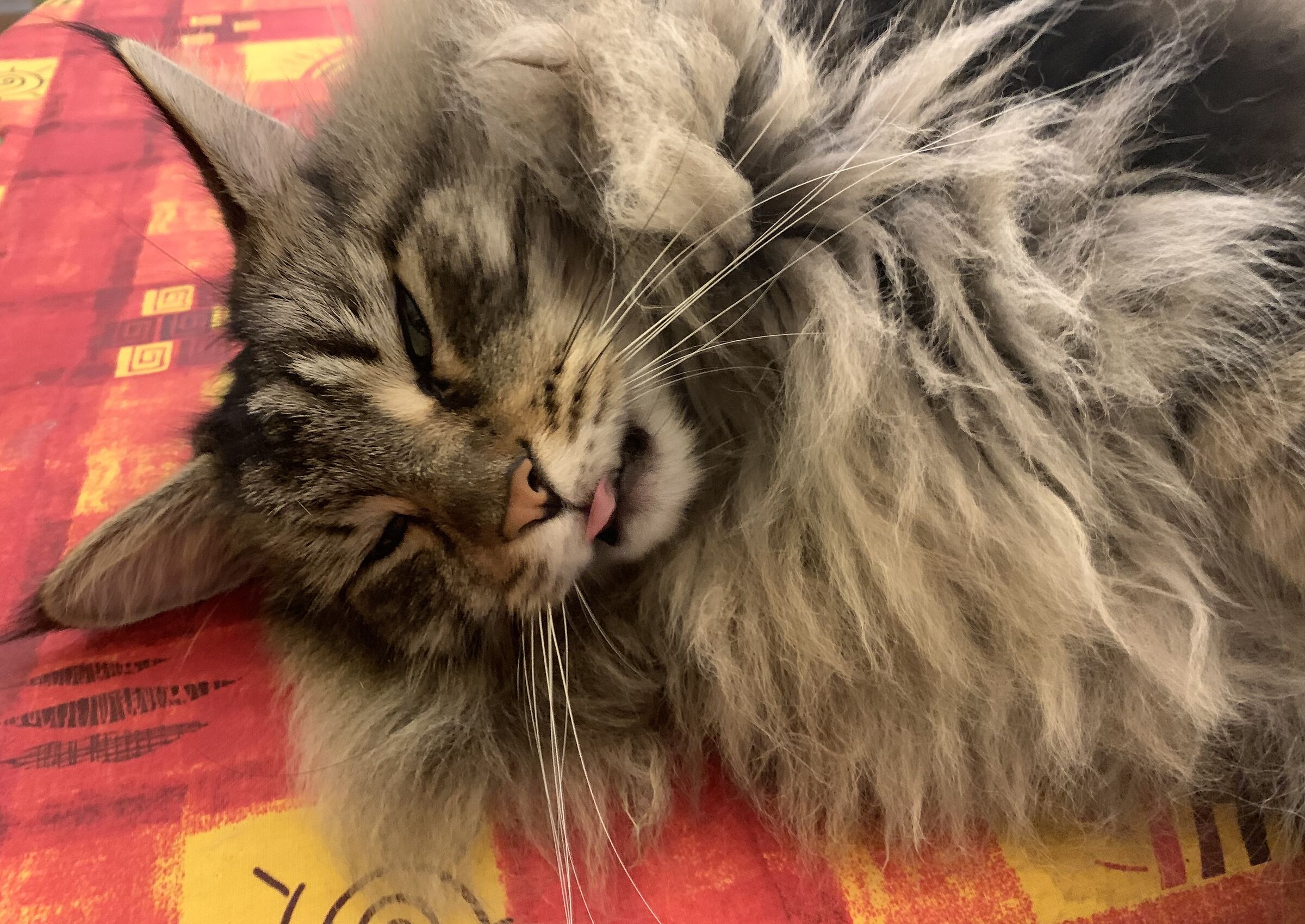 Ti faccio la linguetta