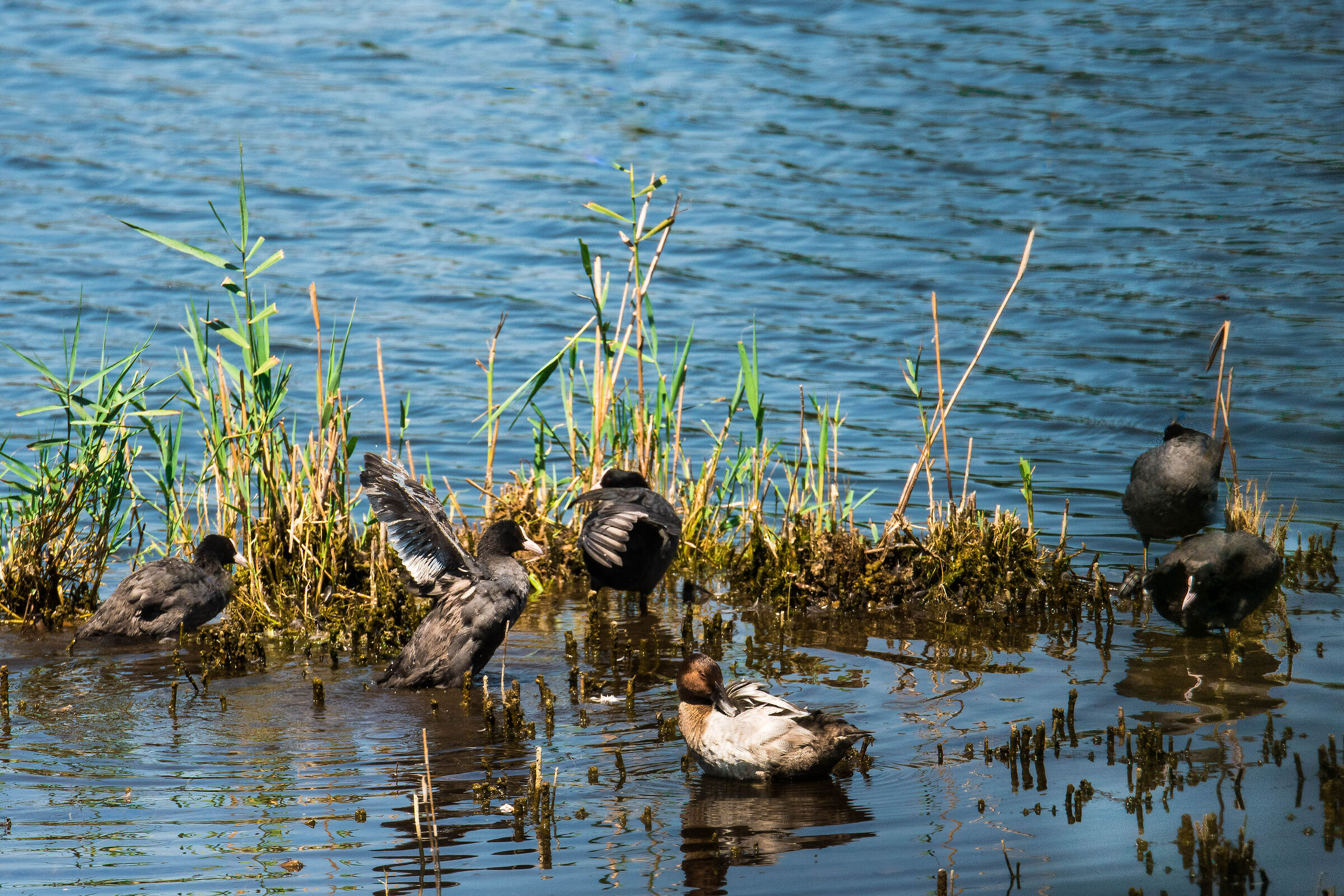 Folaghe al bagno ... con l' intruso!