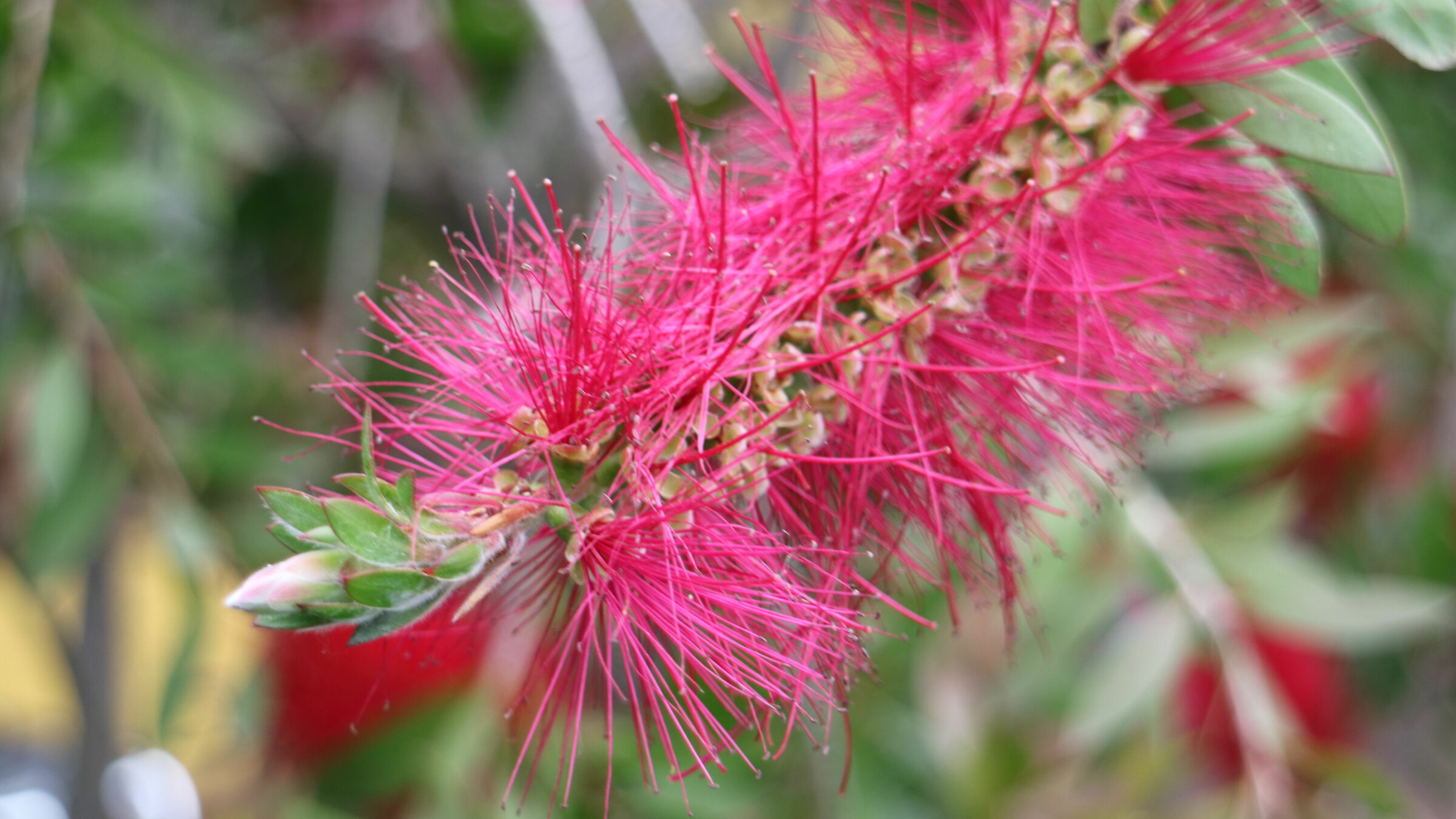 fiore , fatto sulla strada per il  mare .